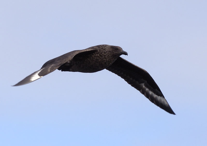Great skua