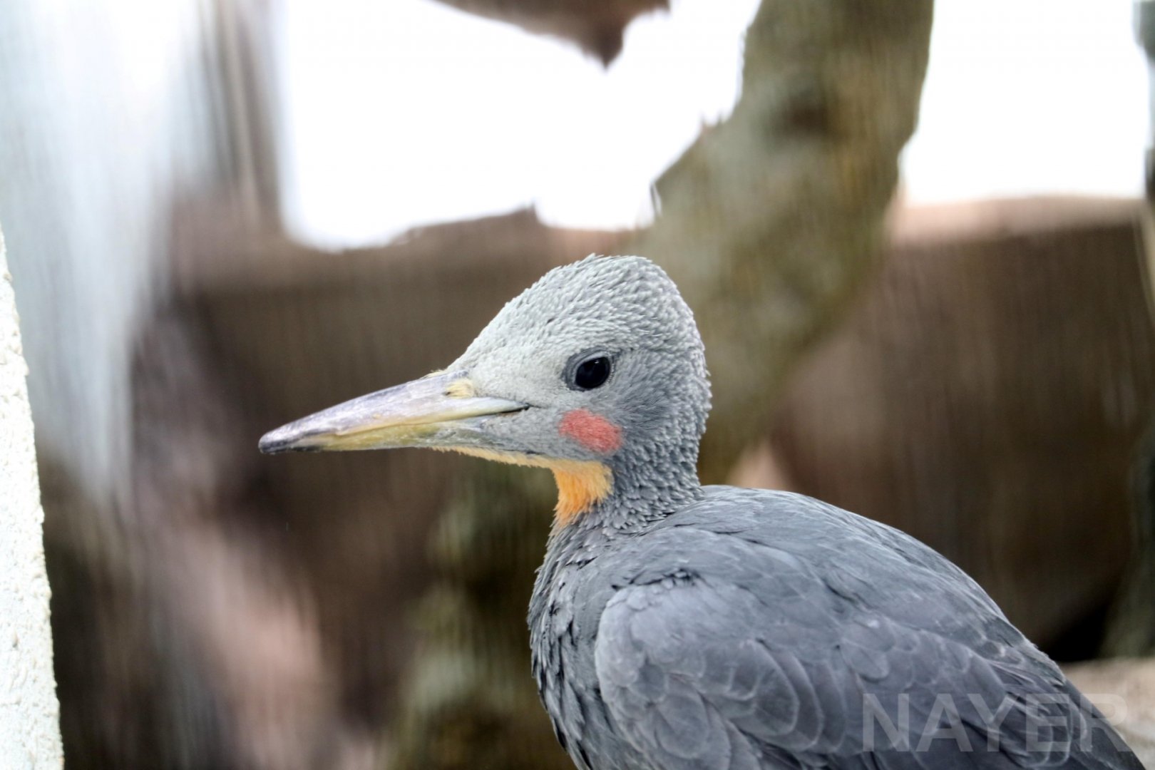 Great slaty woodpecker, 2017
