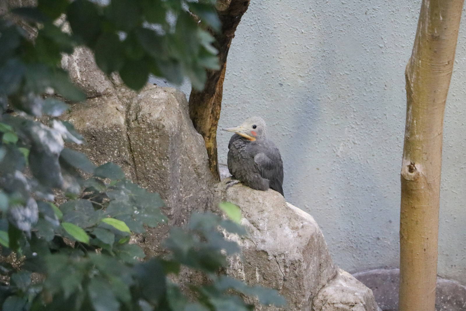 Great slaty woodpecker, February 2016