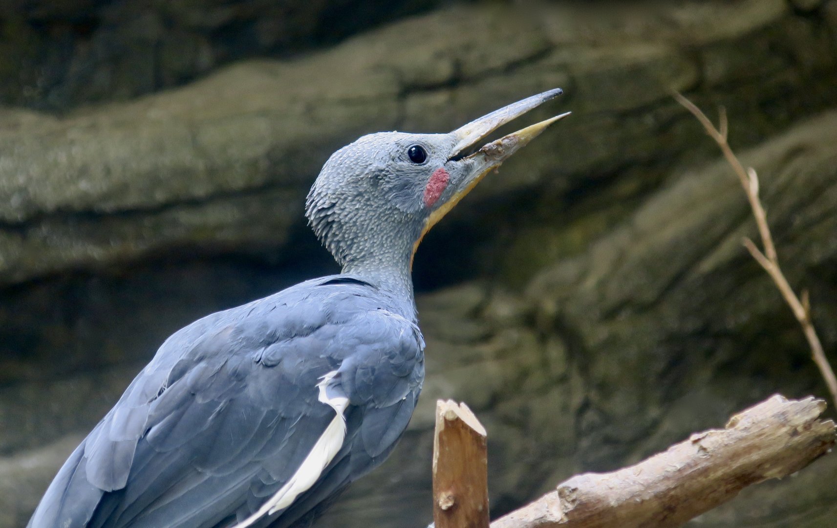 Great Slaty Woodpecker (Mulleripicus pulverulentus) male