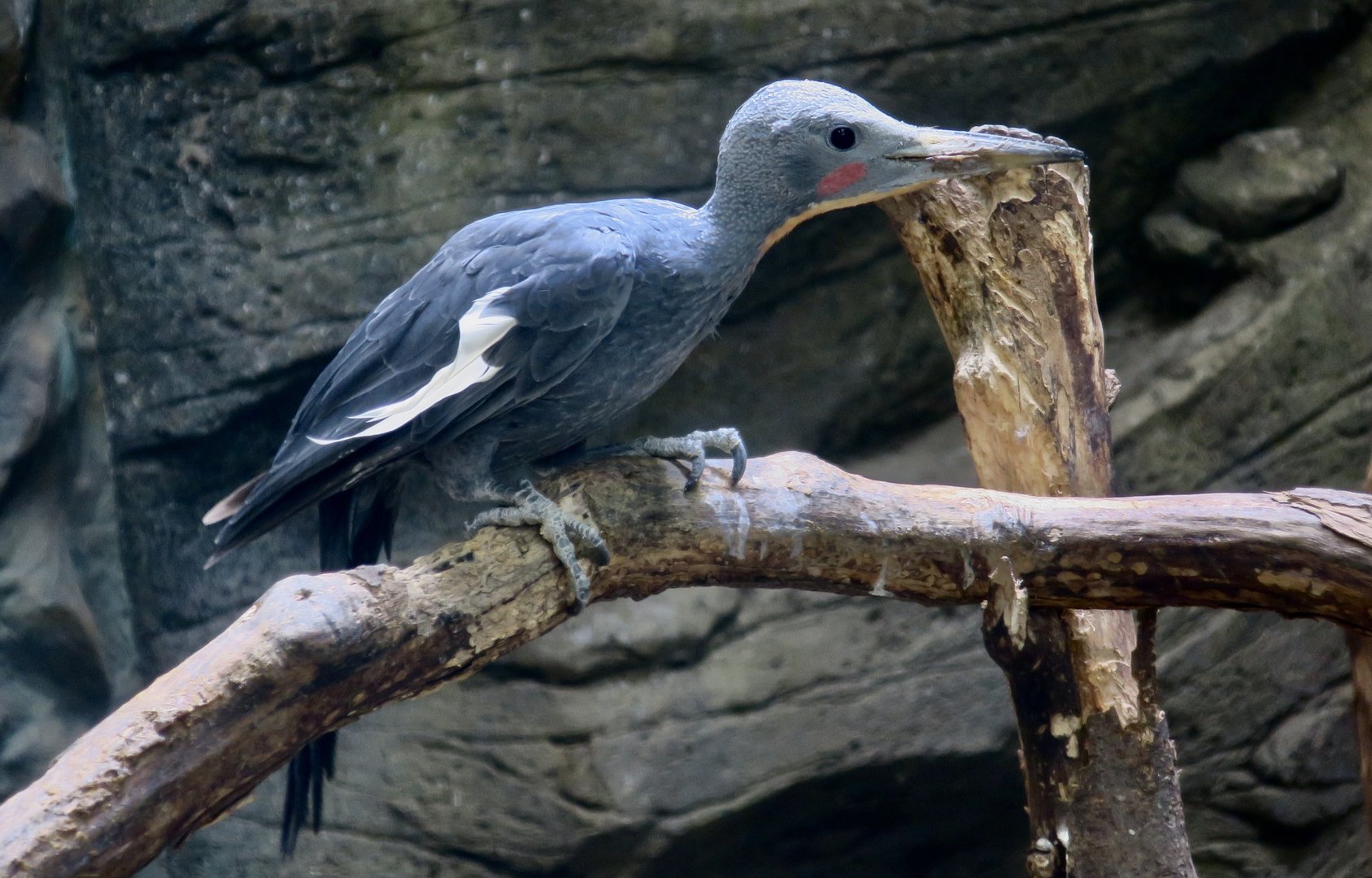 Great Slaty Woodpecker (Mulleripicus pulverulentus) male
