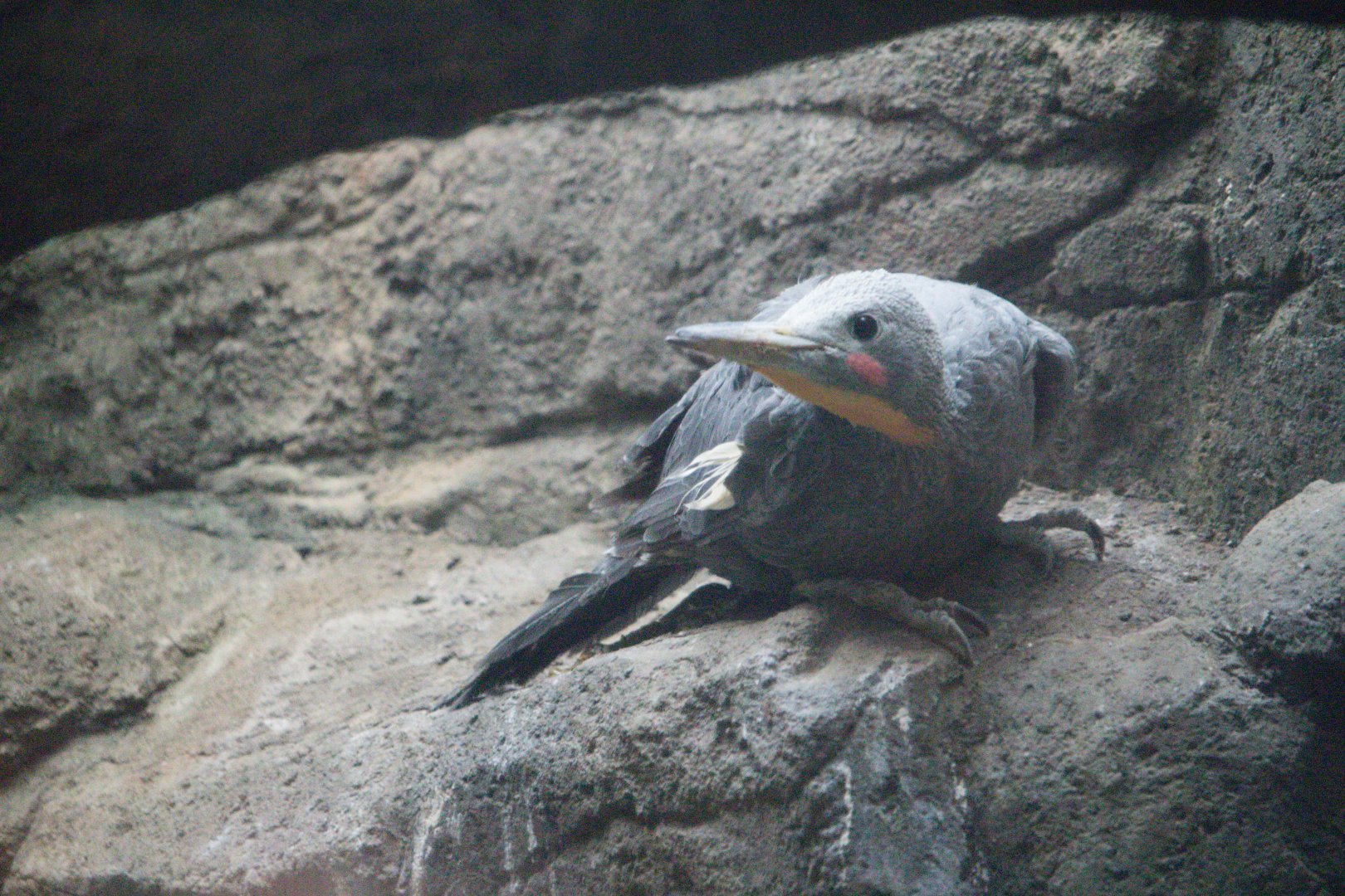 Great Slaty Woodpecker (Mulleripicus pulverulentus)