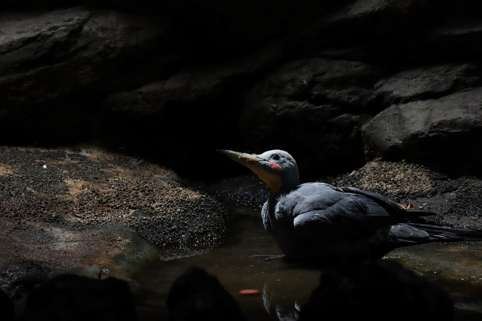 Great slaty woodpecker (Mulleripicus pulverulentus)