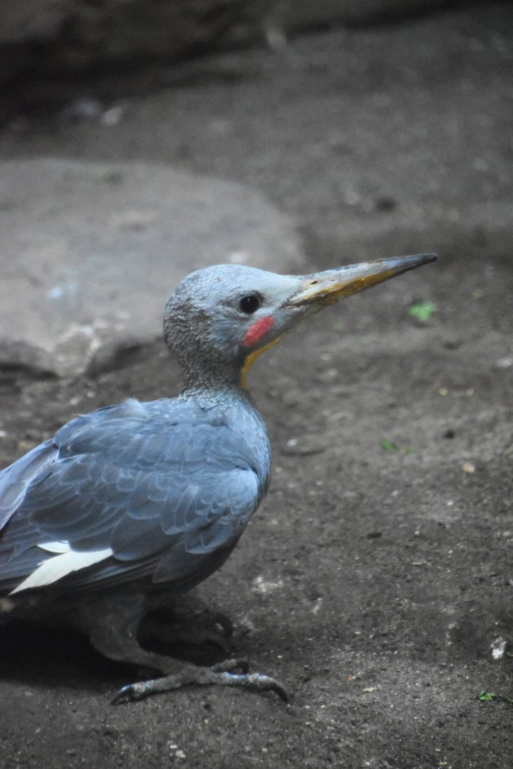 Great slaty woodpecker (Mulleripicus pulverulentus)