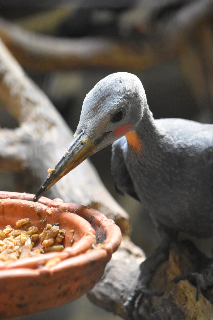 Great slaty woodpecker (Mulleripicus pulverulentus)