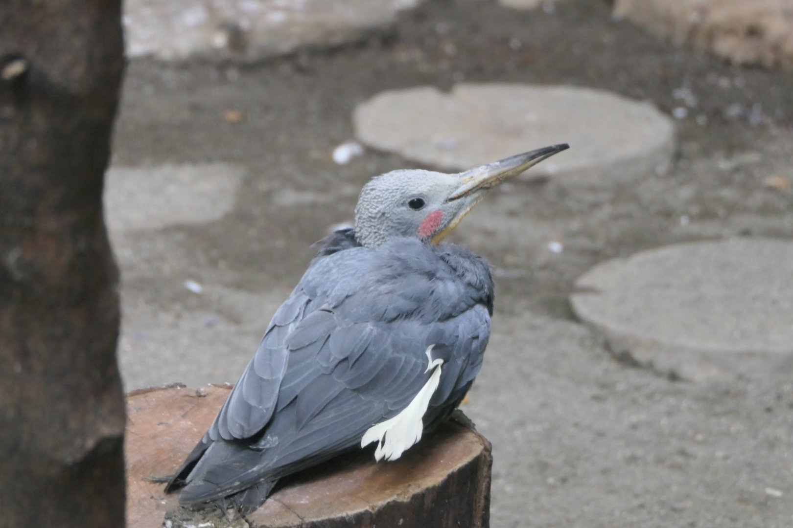 Great Slaty Woodpecker (Mulleripicus pulverulentus)