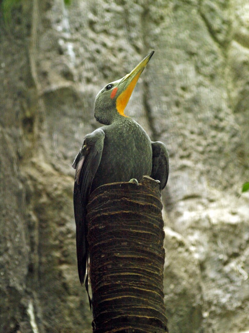 Great slaty woodpecker