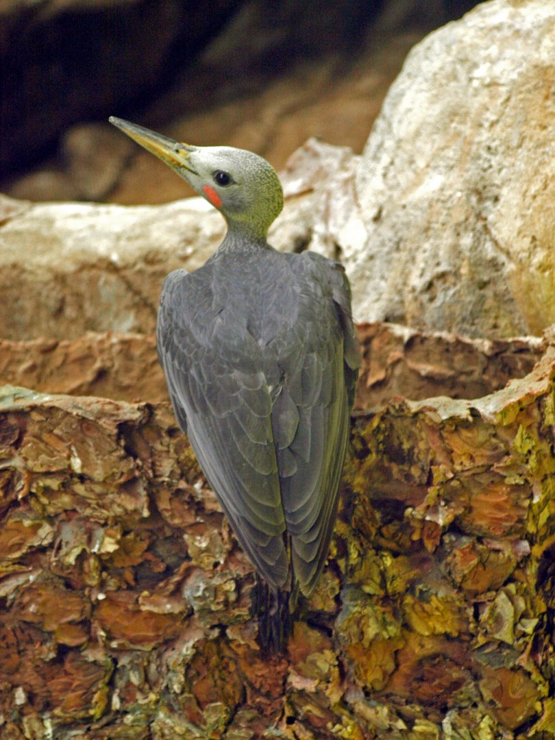 Great slaty woodpecker
