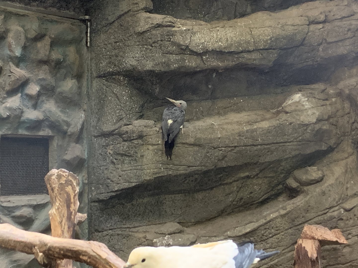 Great Slaty Woodpecker