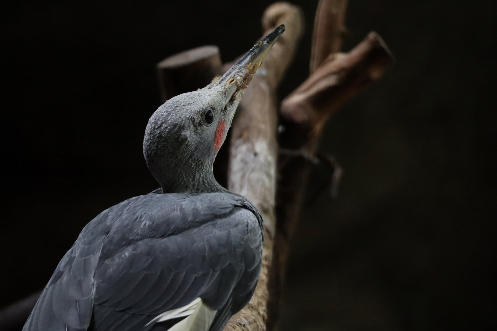 Great Slaty Woodpecker