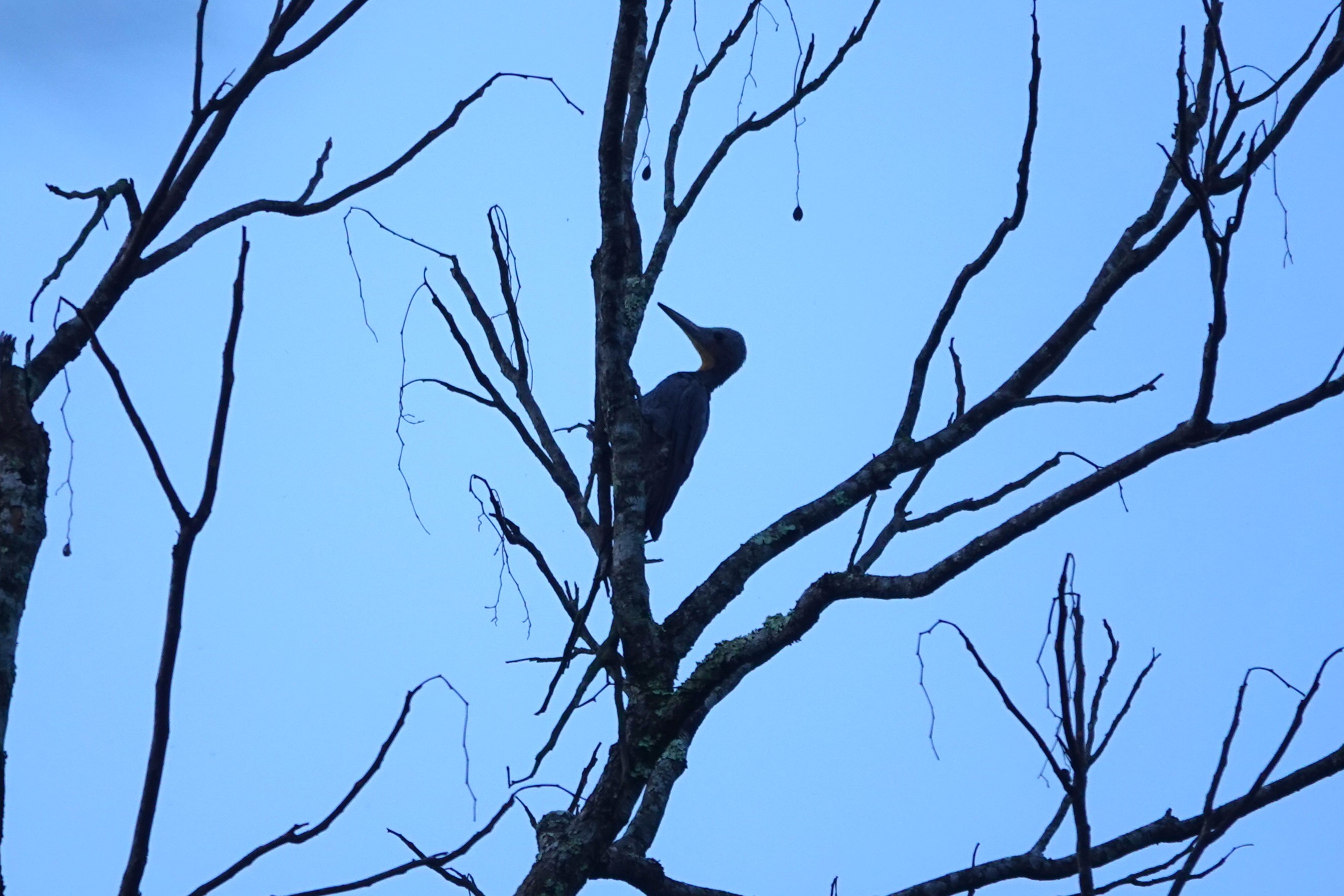Great Slaty Woodpecker