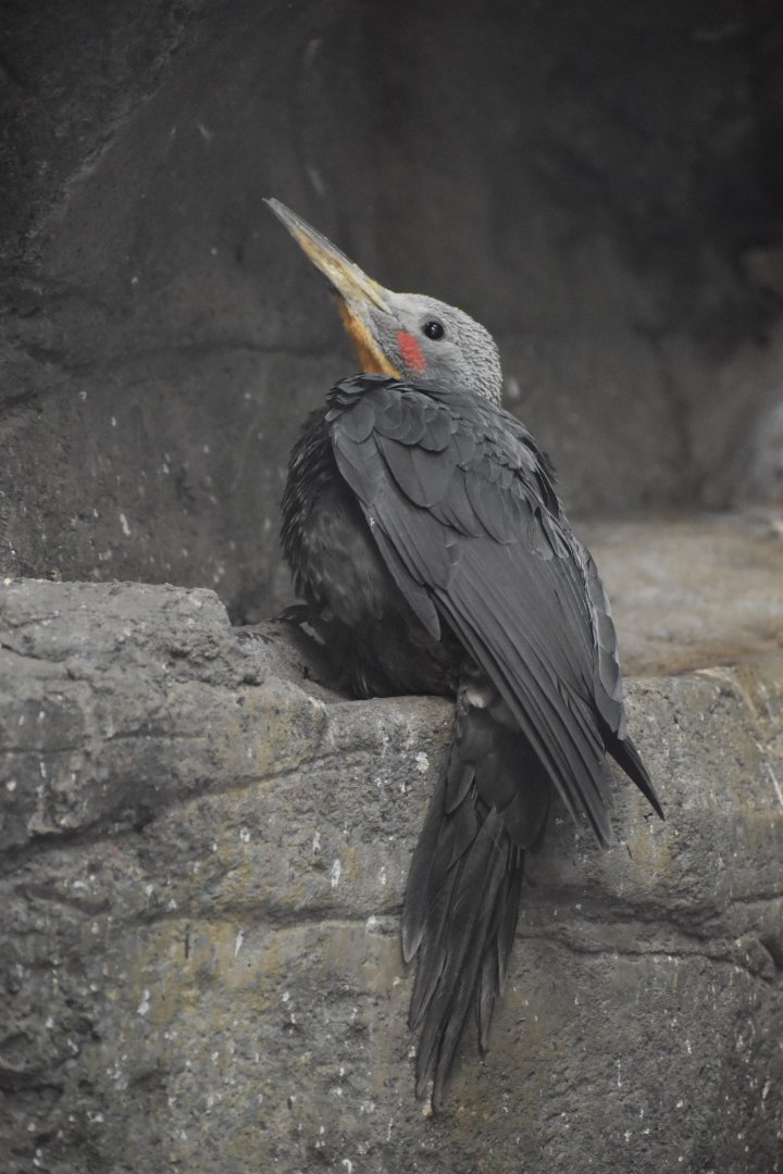 Great Slaty Woodpecker