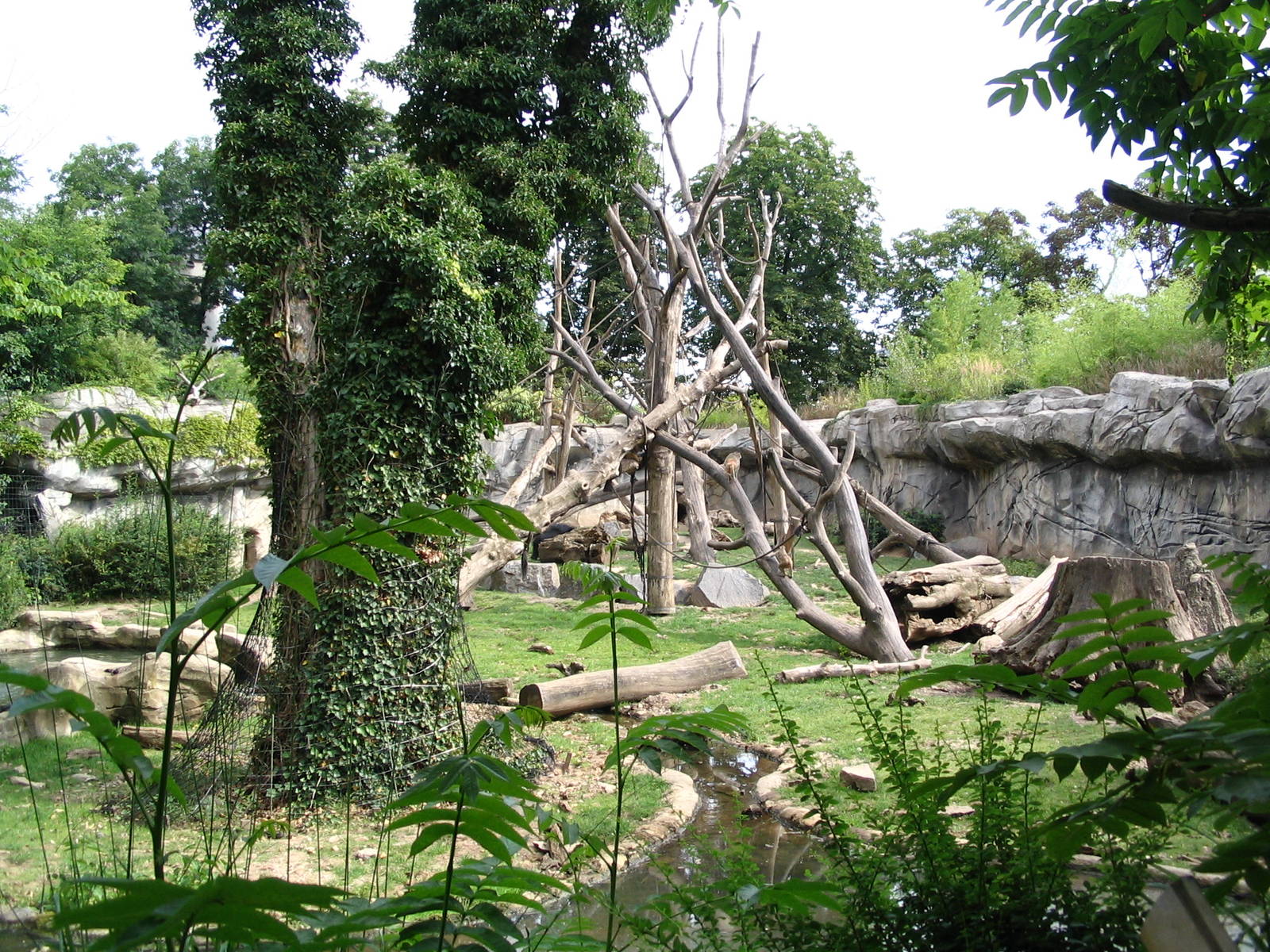 Great sloth bear outdoor enclosure