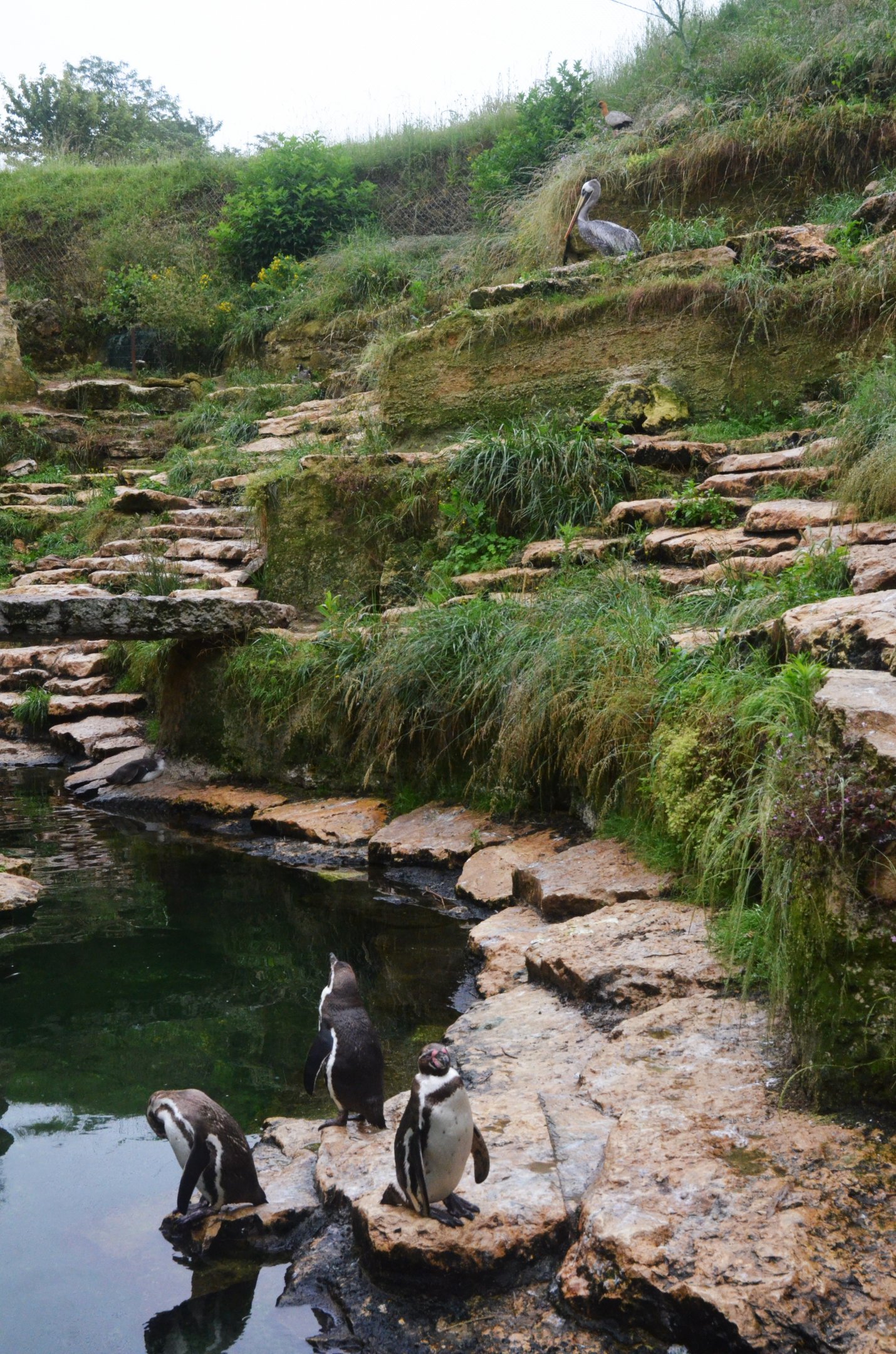 Great South American Aviary at Doué-la-Fontaine, 15/06/18