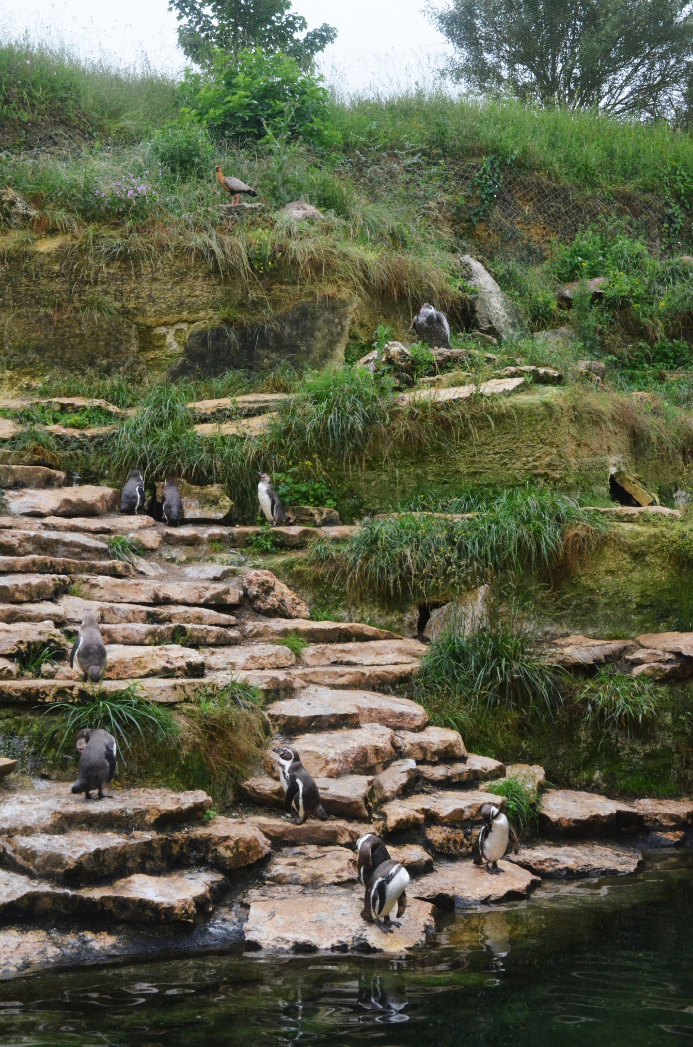 Great South American Aviary at Doué-la-Fontaine, 15/06/18