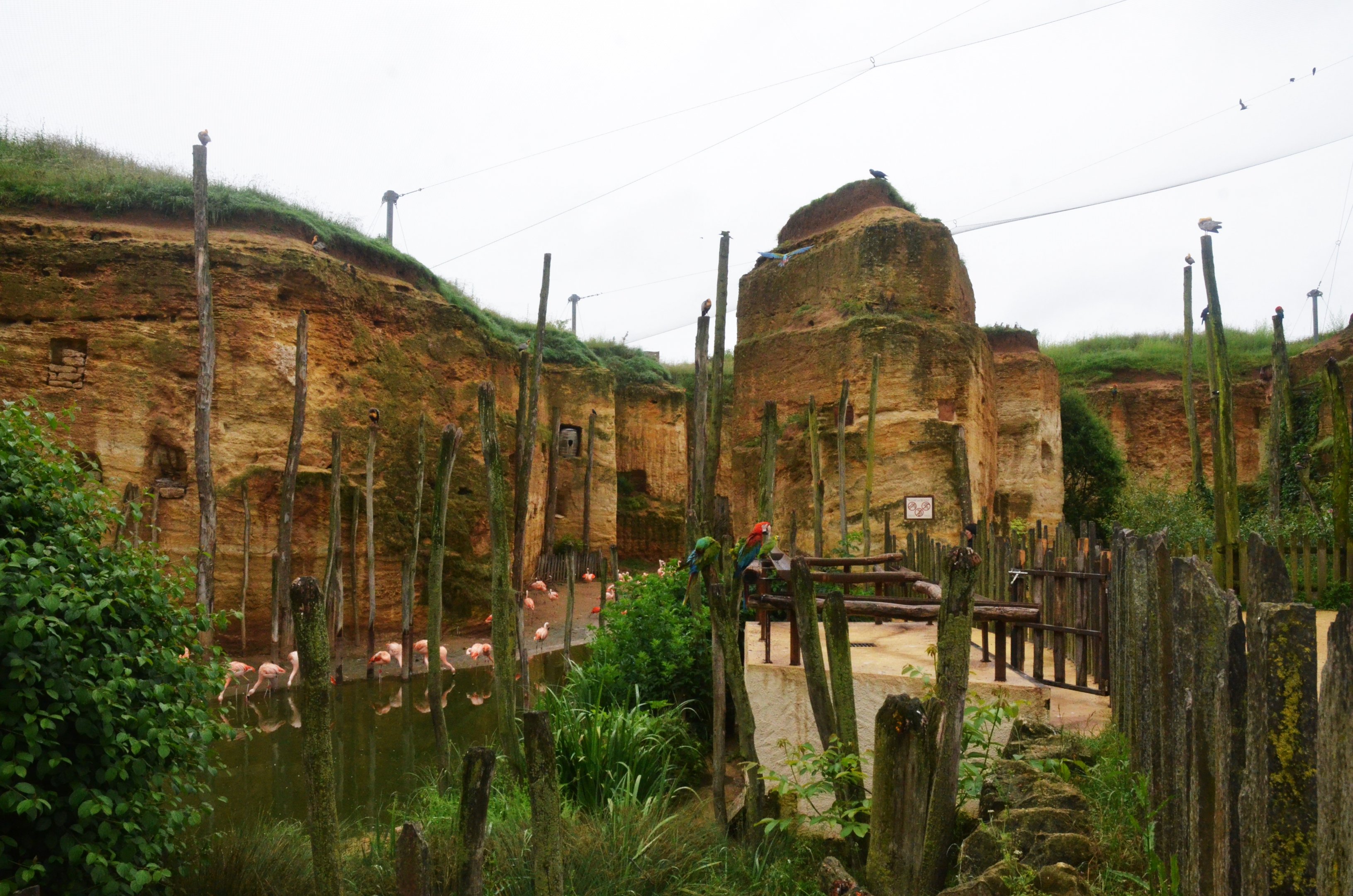 Great South American Aviary at Doué-la-Fontaine, 15/06/18