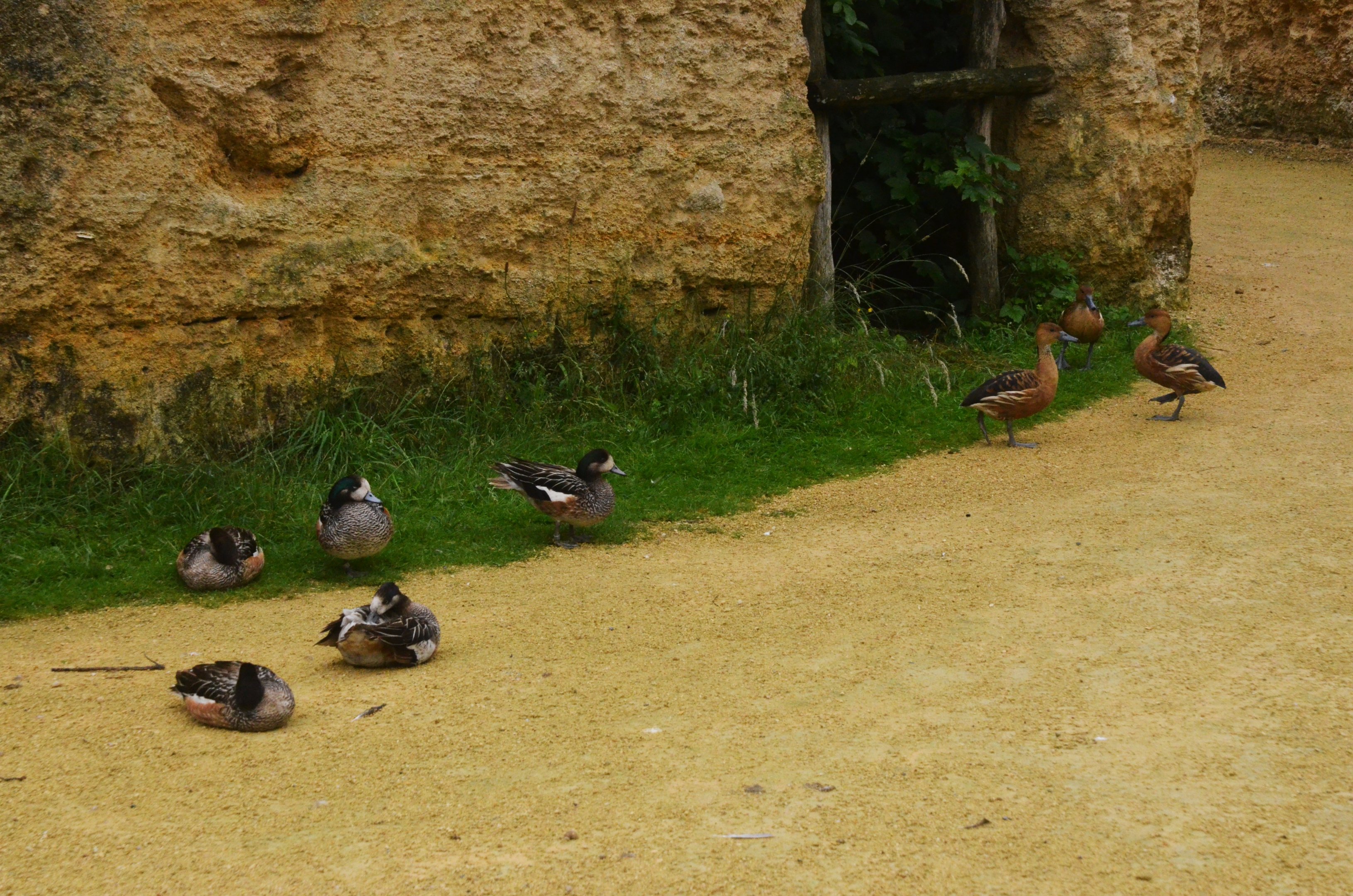 Great South American Aviary at Doué-la-Fontaine, 15/06/18