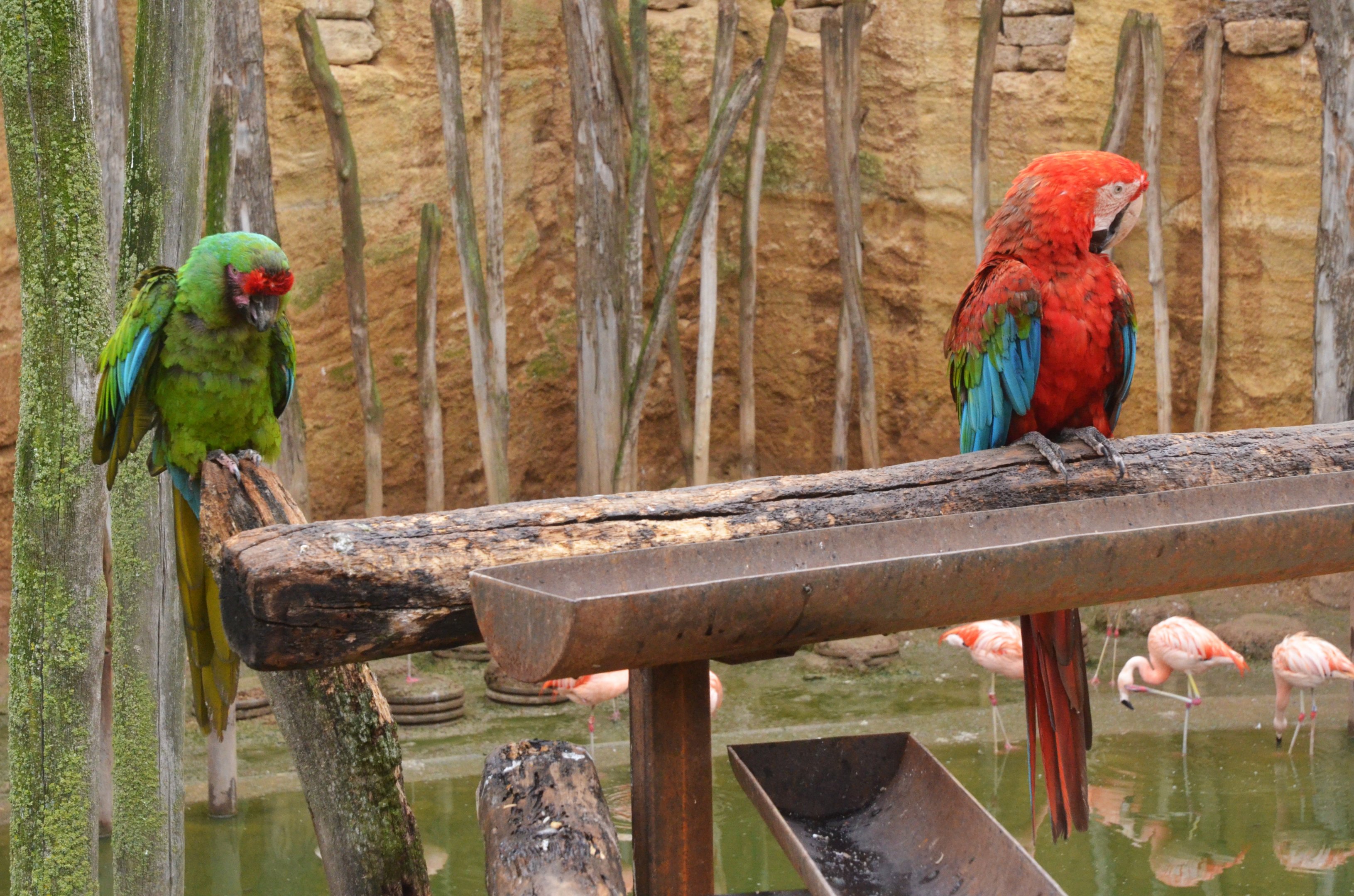 Great South American Aviary at Doué-la-Fontaine, 15/06/18