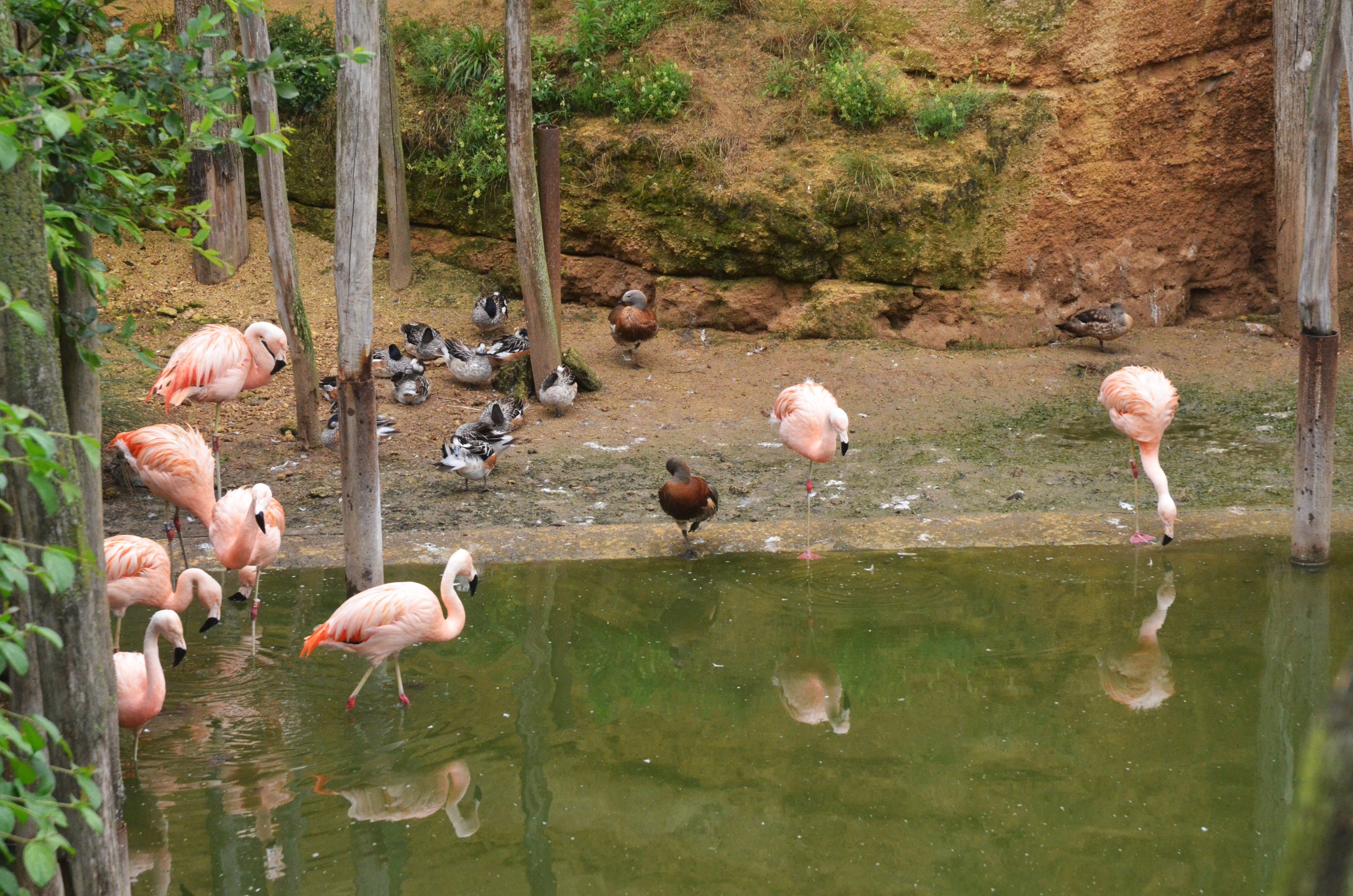 Great South American Aviary at Doué-la-Fontaine, 15/06/18