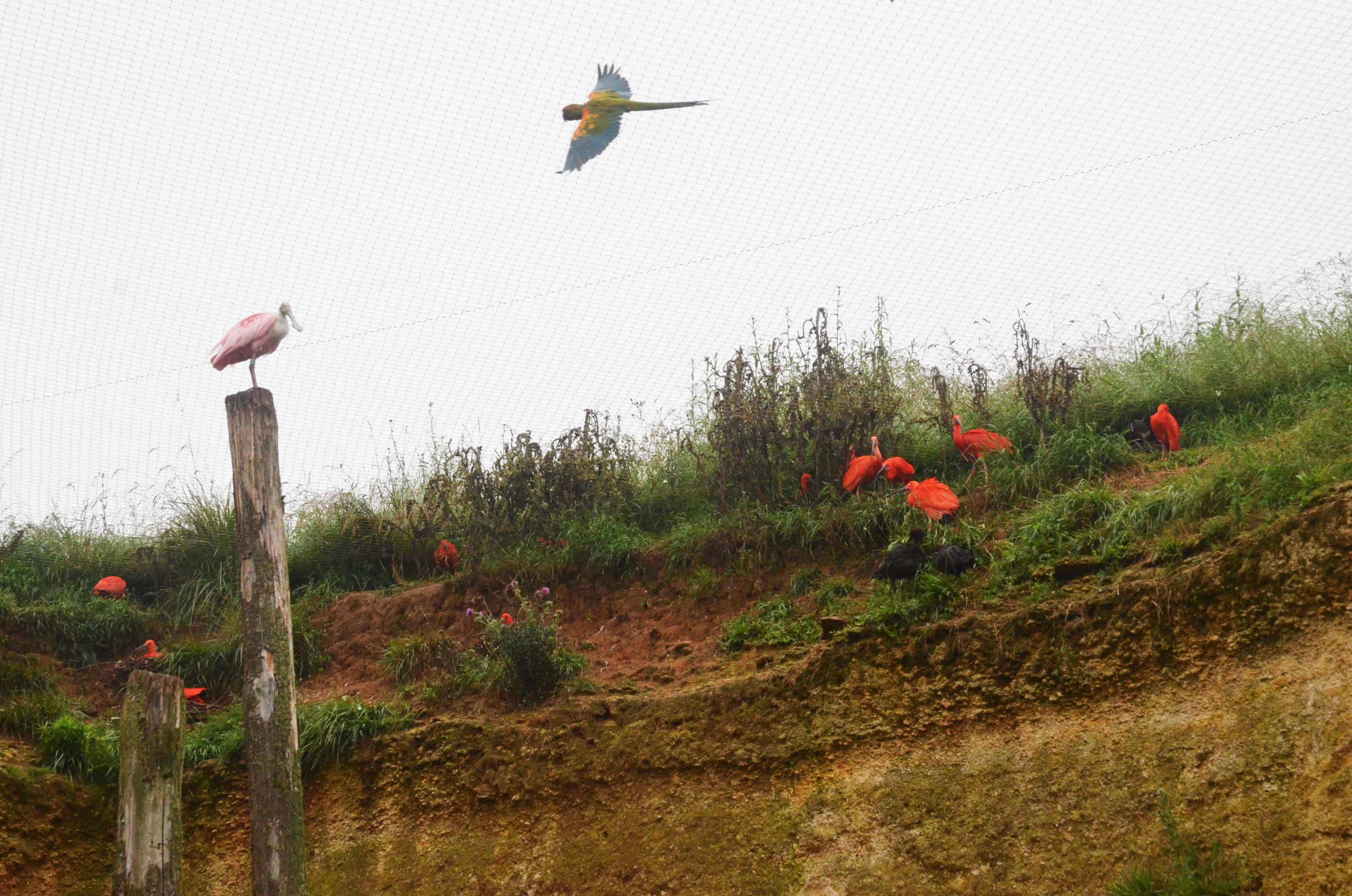 Great South American Aviary at Doué-la-Fontaine, 15/06/18