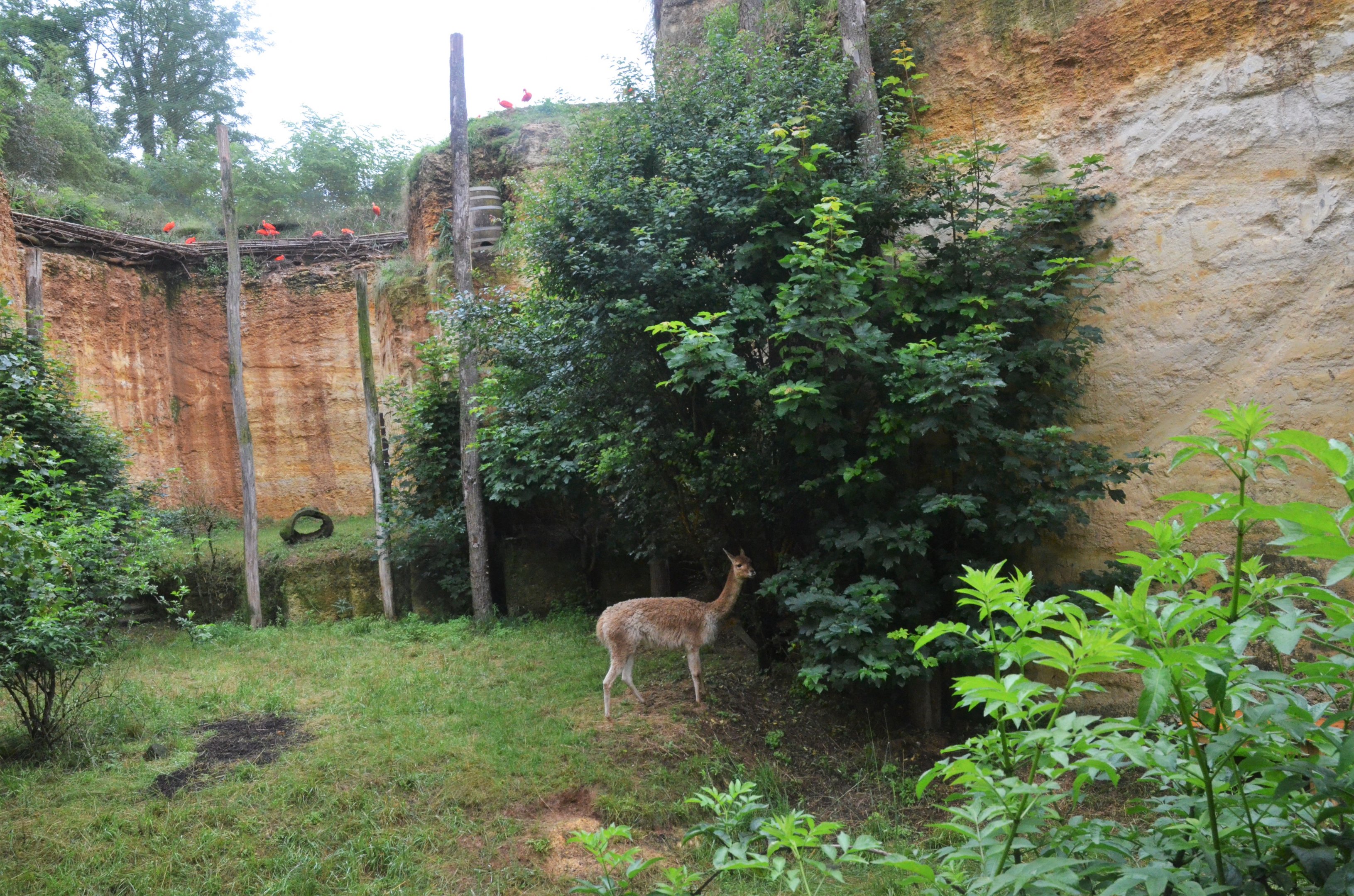 Great South American Aviary at Doué-la-Fontaine, 15/06/18