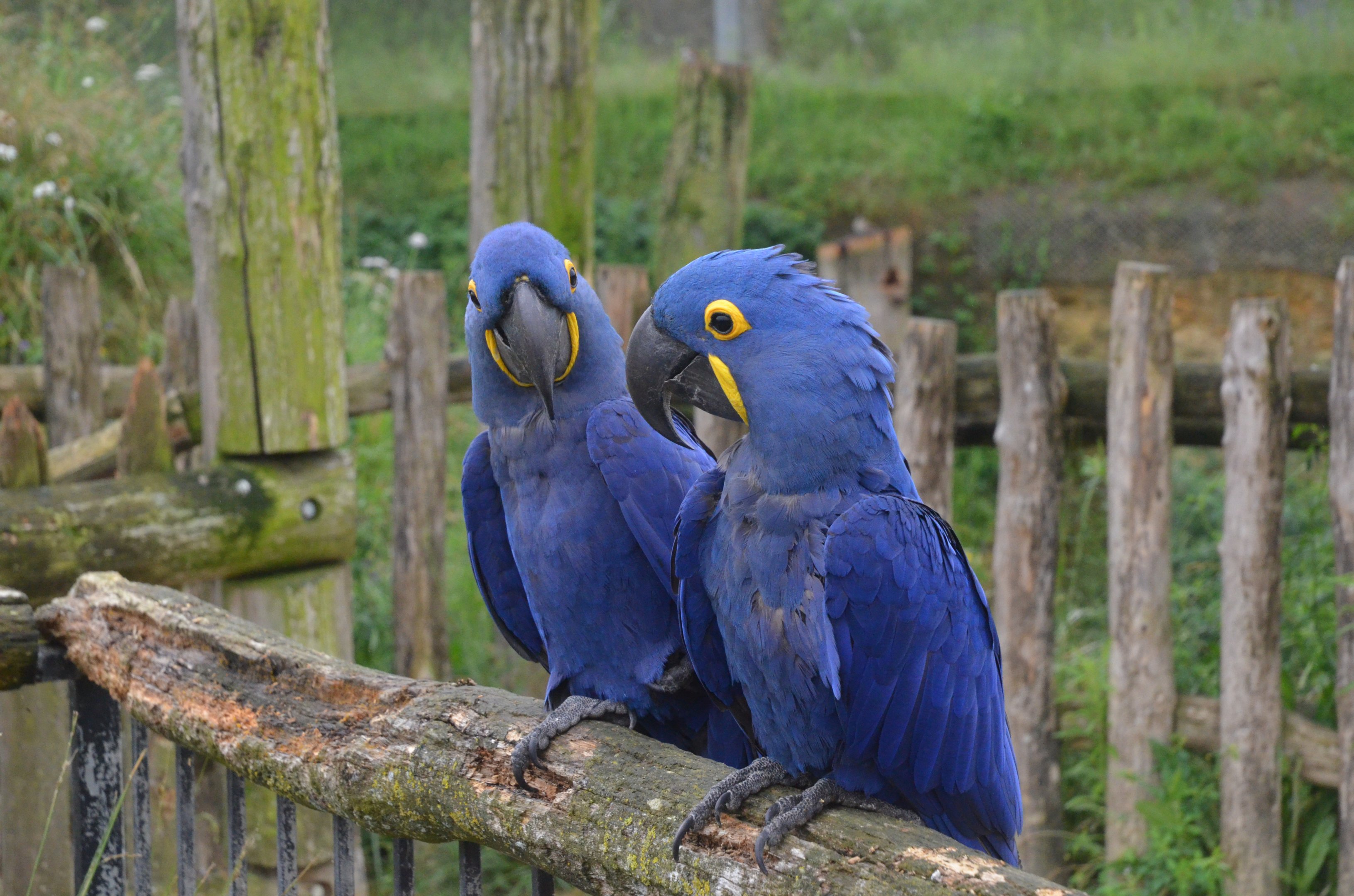 Great South American Aviary at Doué-la-Fontaine, 15/06/18