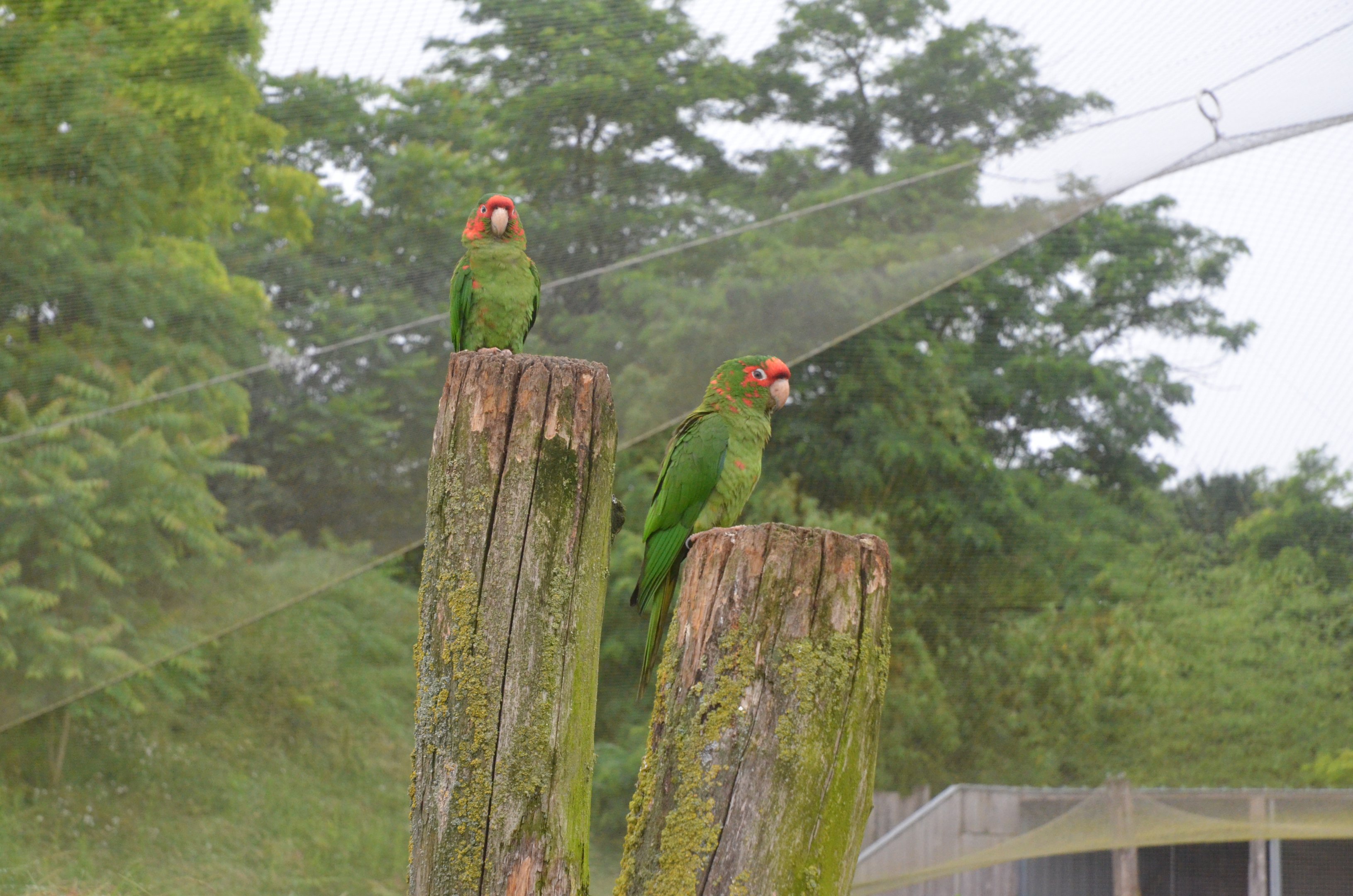 Great South American Aviary at Doué-la-Fontaine, 15/06/18