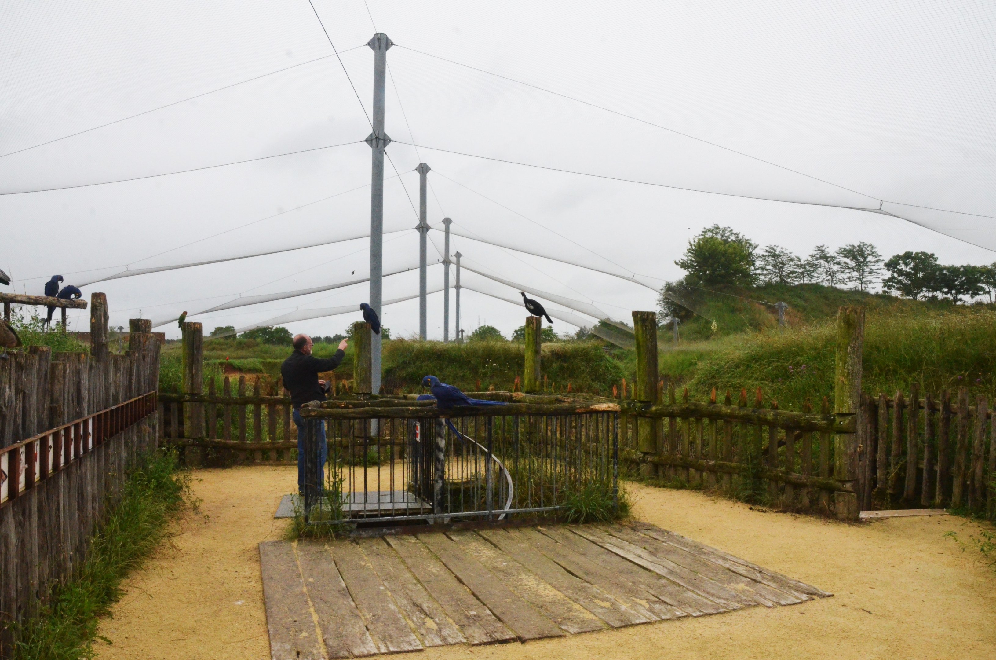 Great South American Aviary at Doué-la-Fontaine, 15/06/18