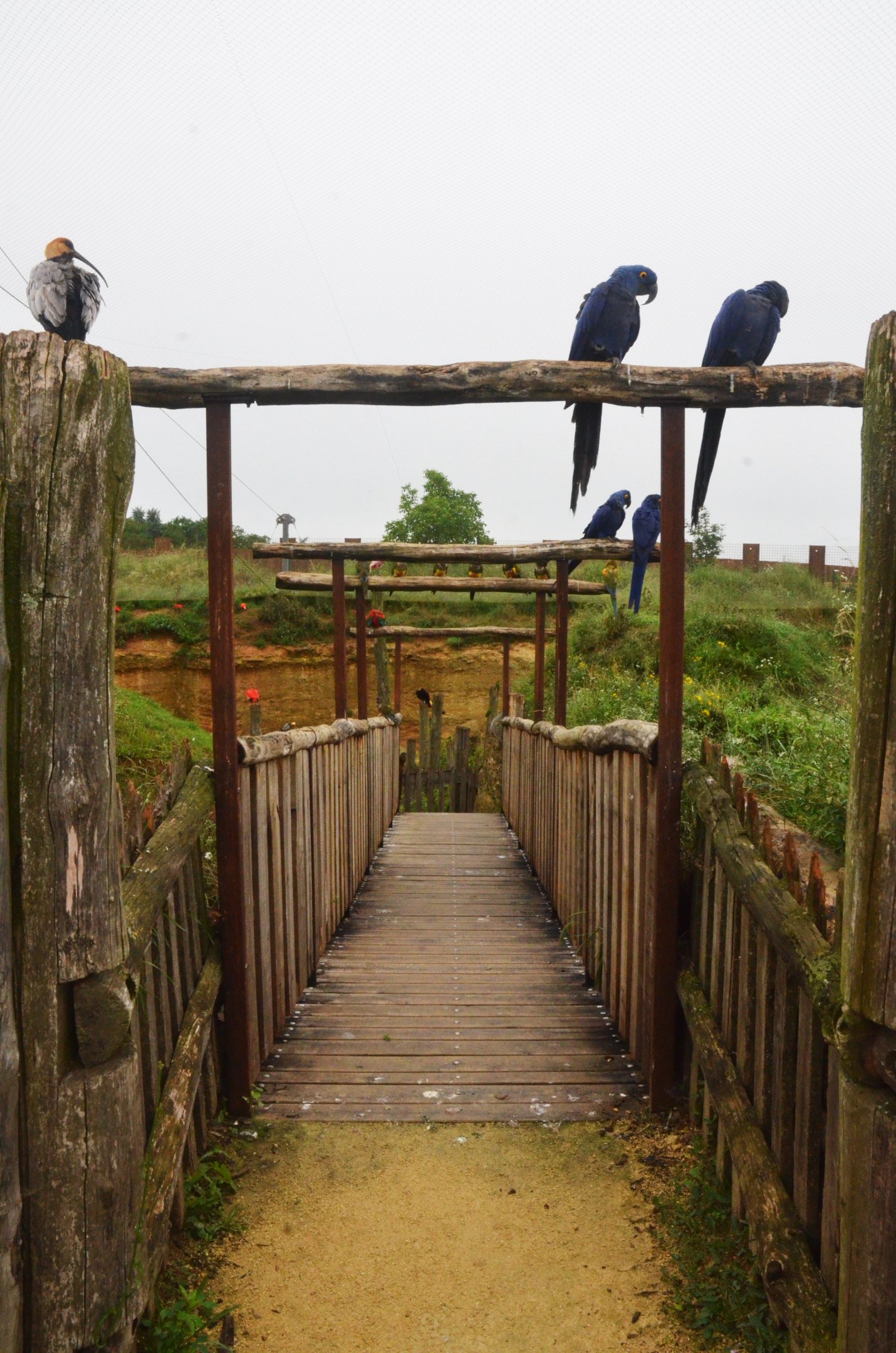 Great South American Aviary at Doué-la-Fontaine, 15/06/18