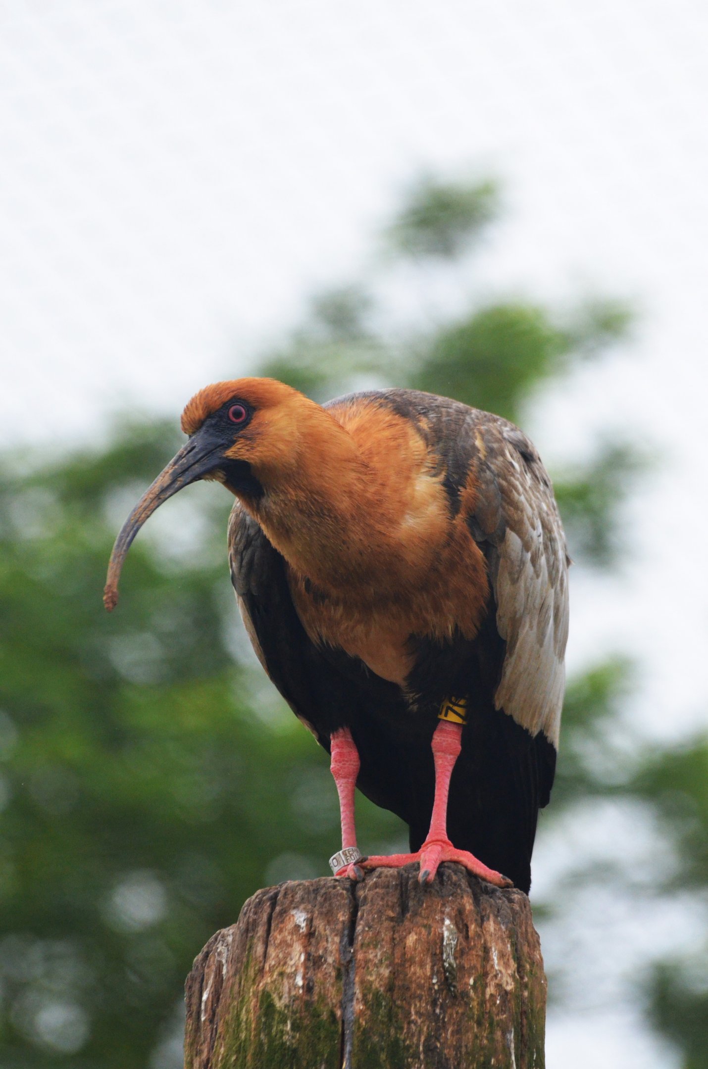Great South American Aviary at Doué-la-Fontaine, 15/06/18