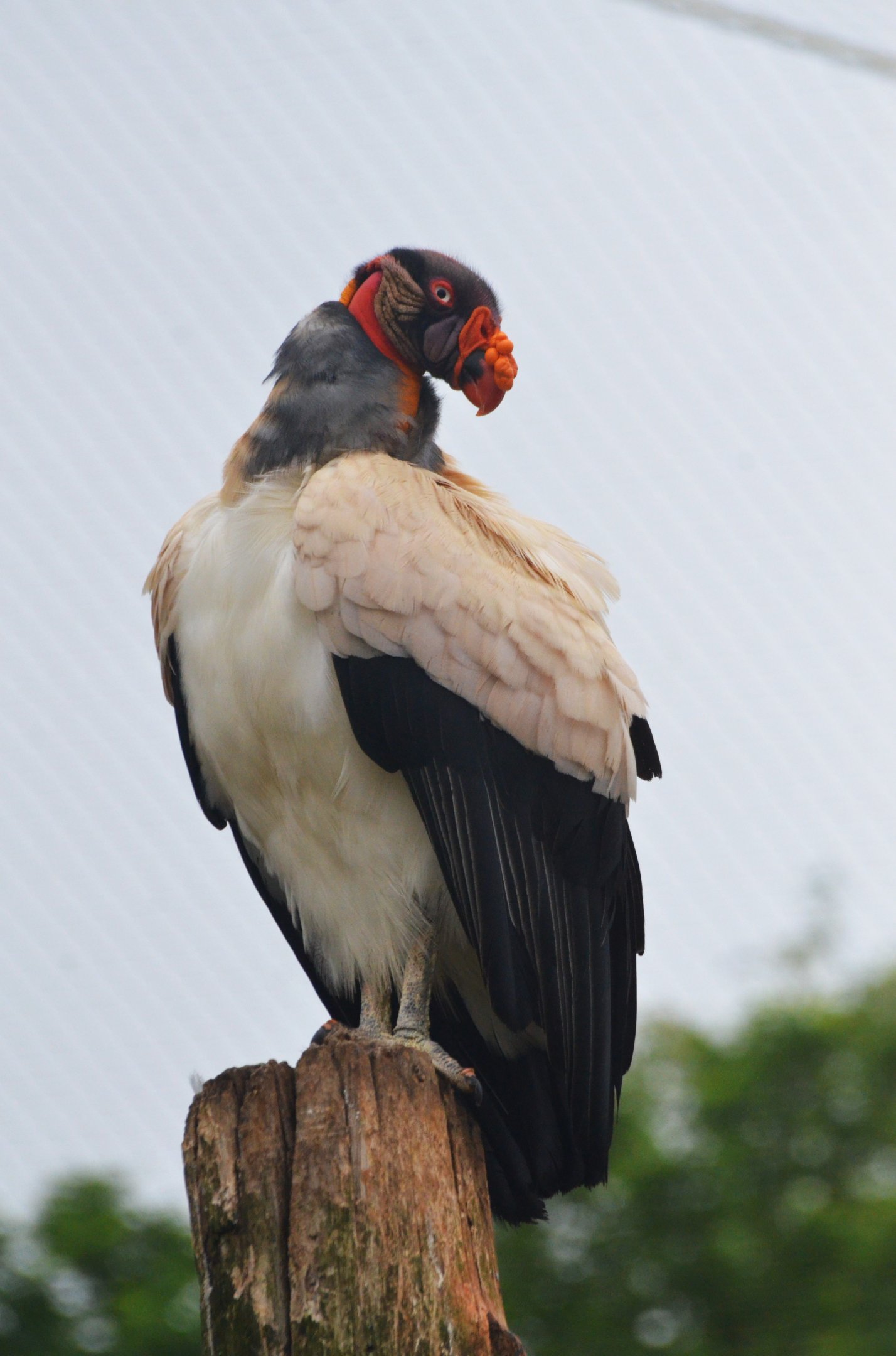 Great South American Aviary at Doué-la-Fontaine, 15/06/18