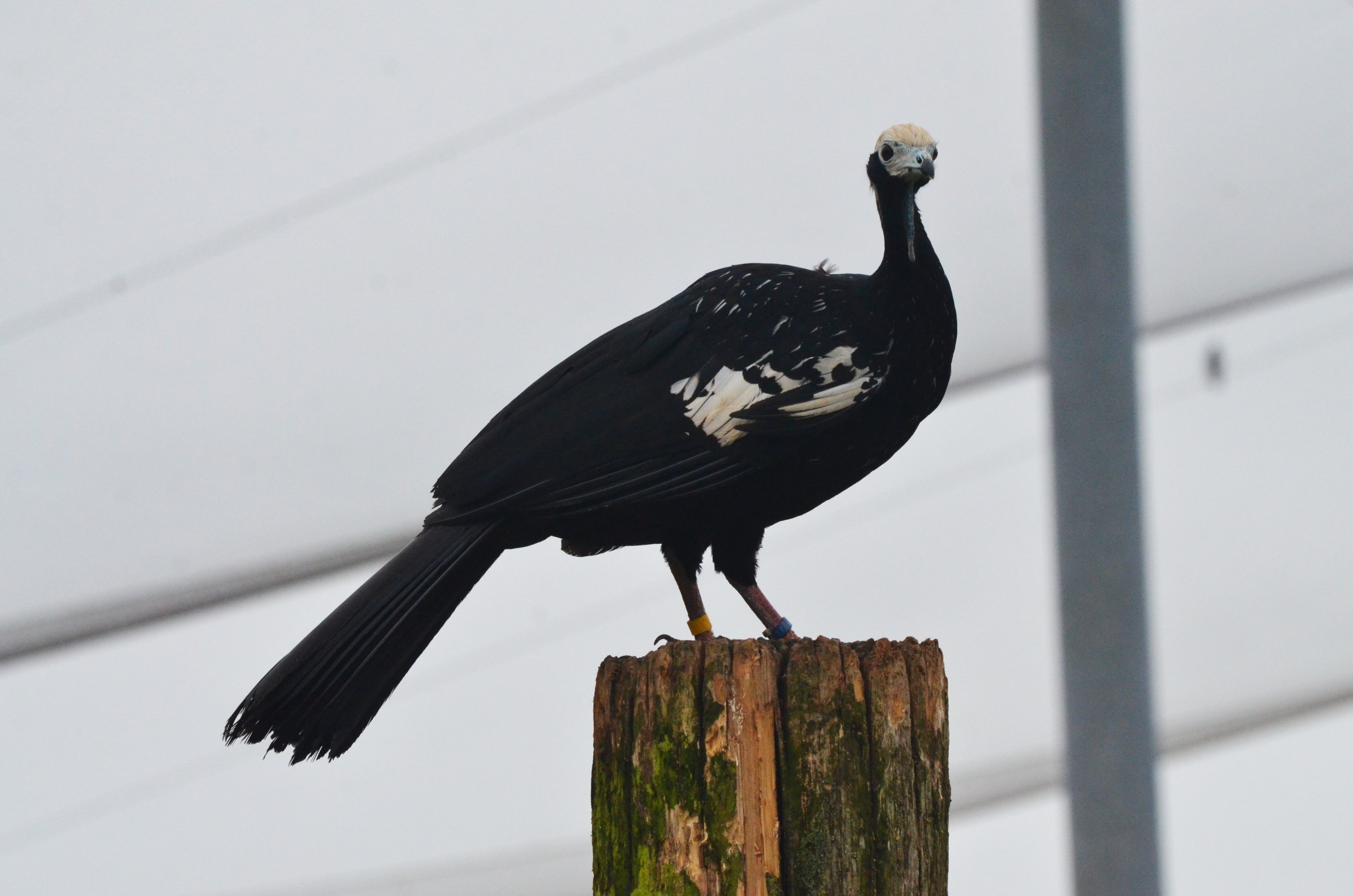 Great South American Aviary at Doué-la-Fontaine, 15/06/18