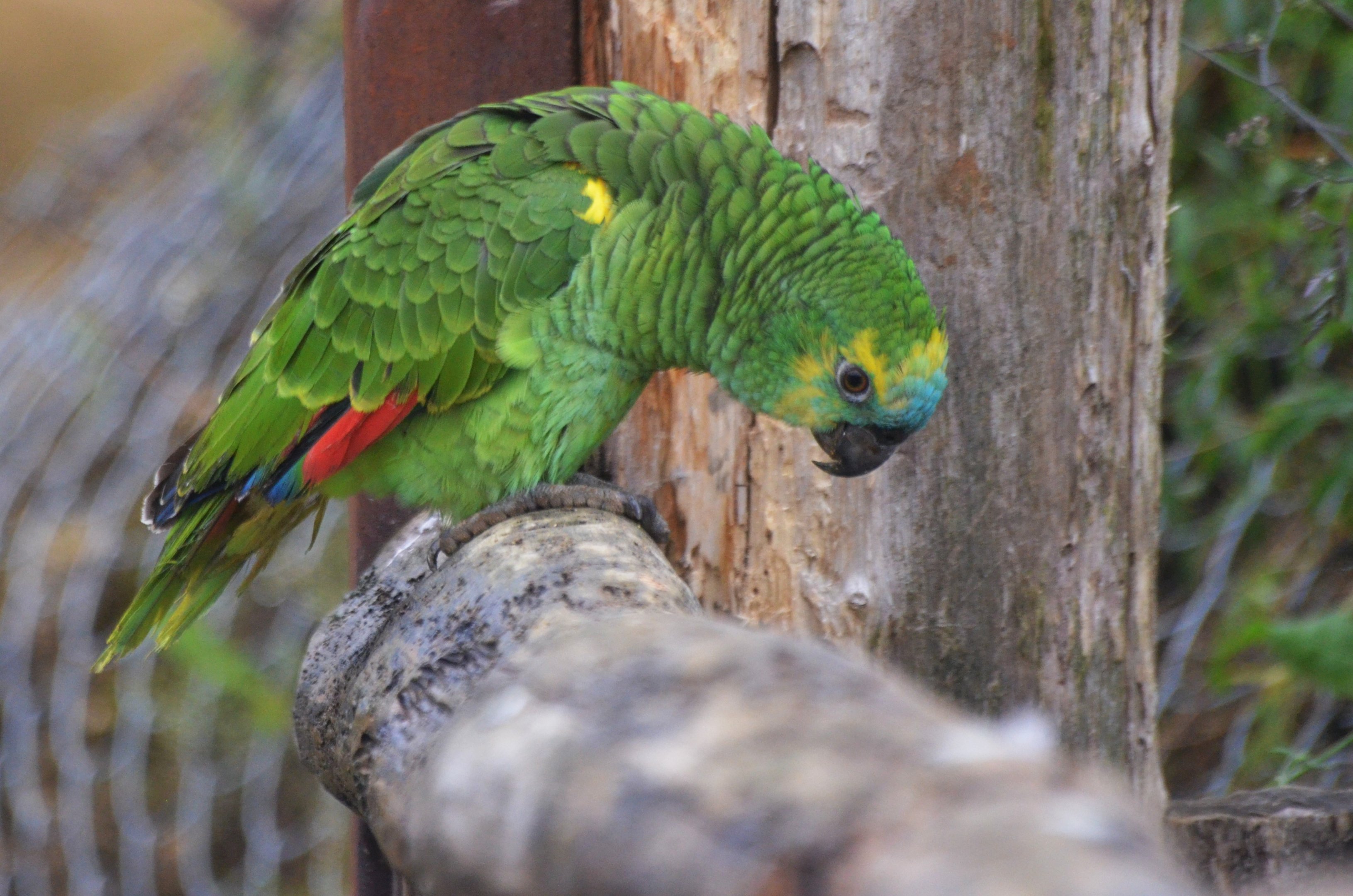 Great South American Aviary at Doué-la-Fontaine, 15/06/18
