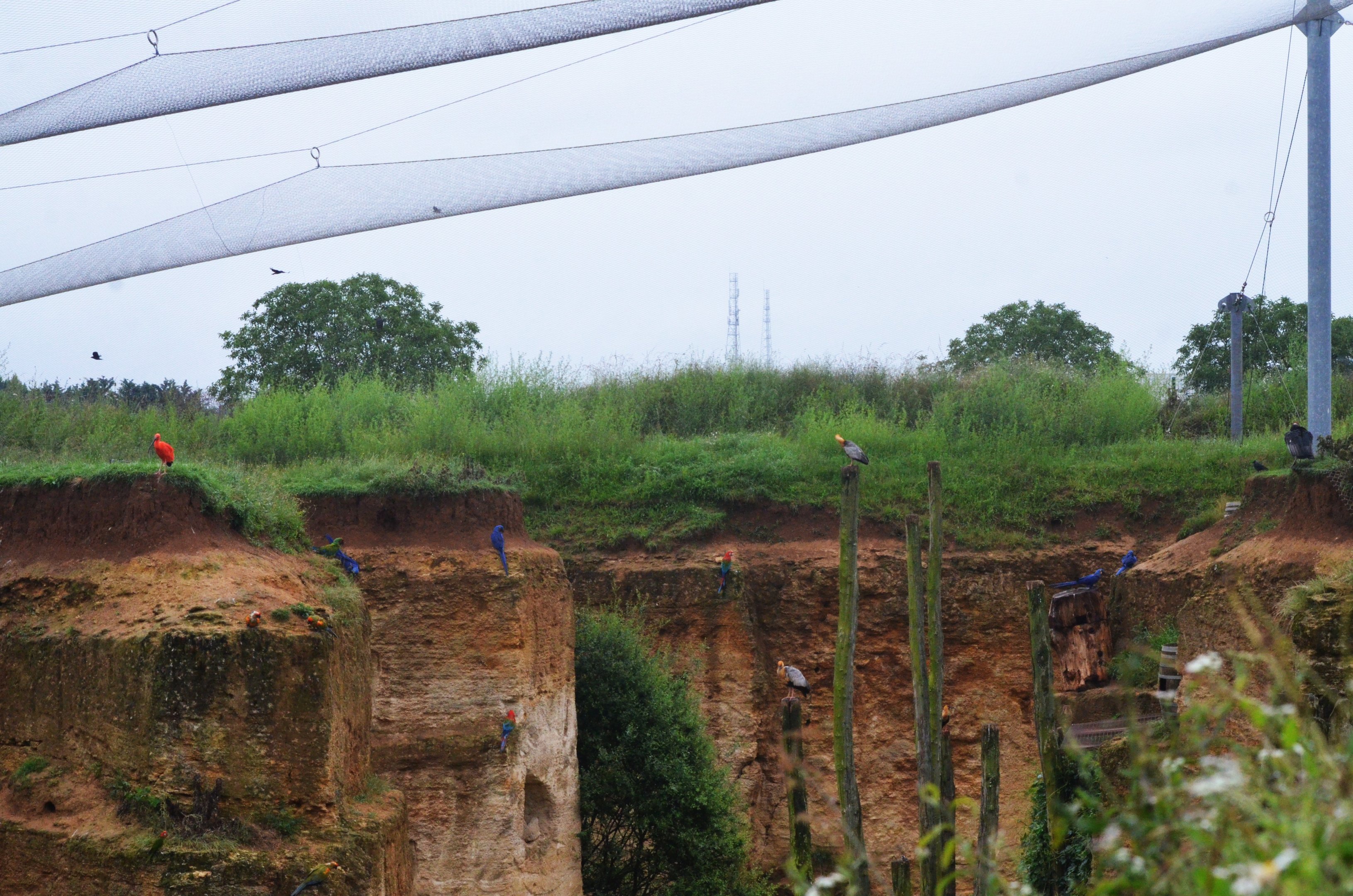 Great South American Aviary at Doué-la-Fontaine, 15/06/18