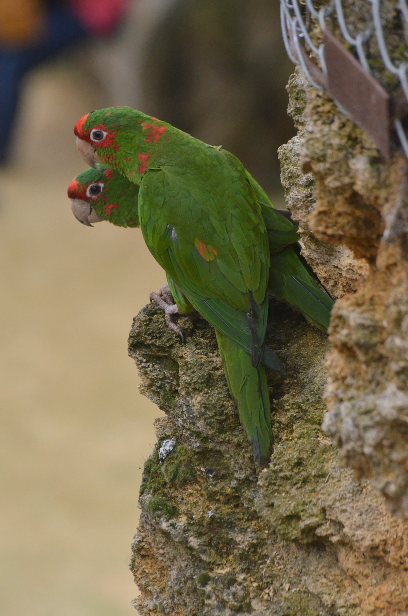 Great South American Aviary at Doué-la-Fontaine, 15/06/18