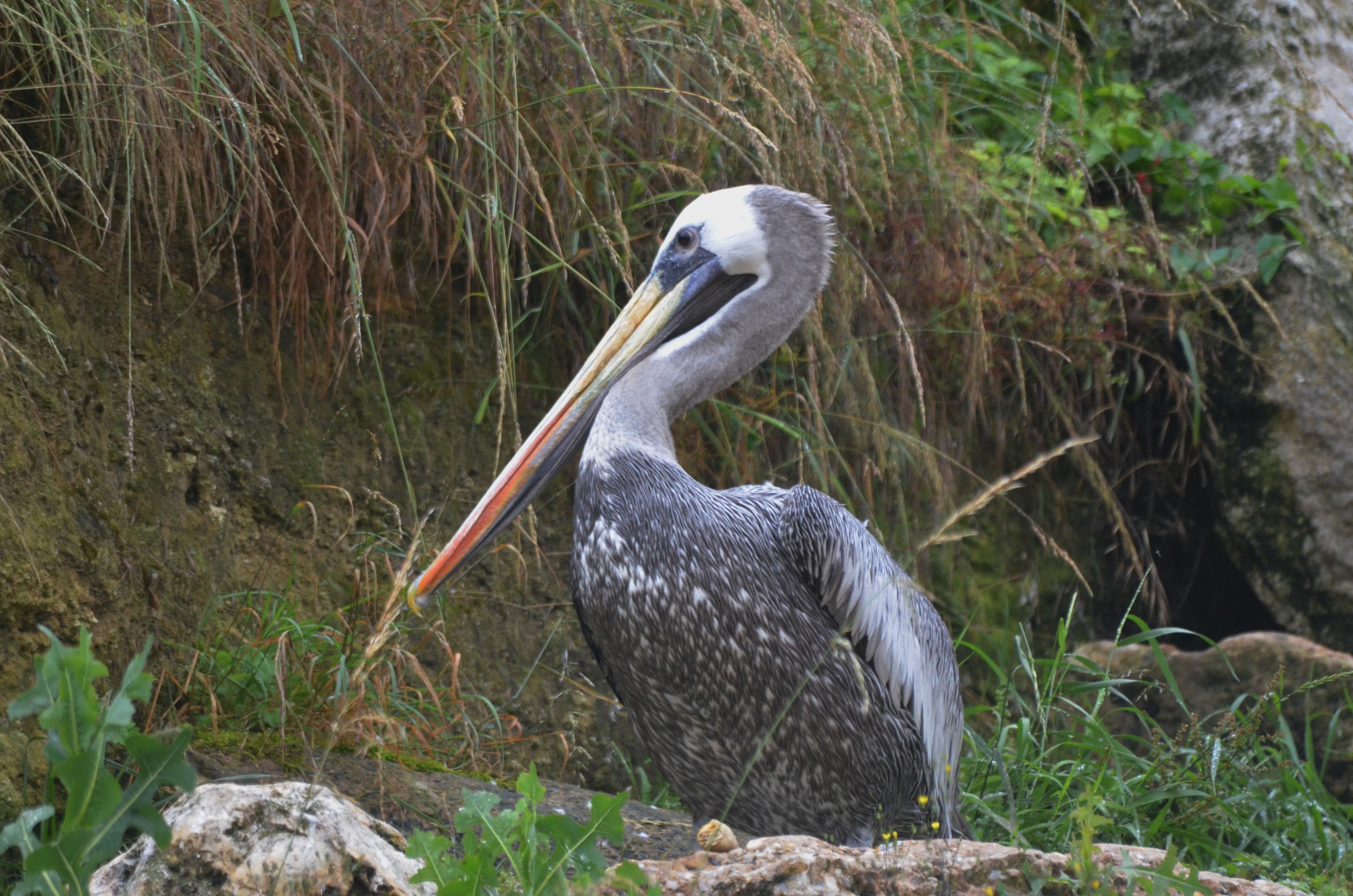 Great South American Aviary at Doué-la-Fontaine, 15/06/18