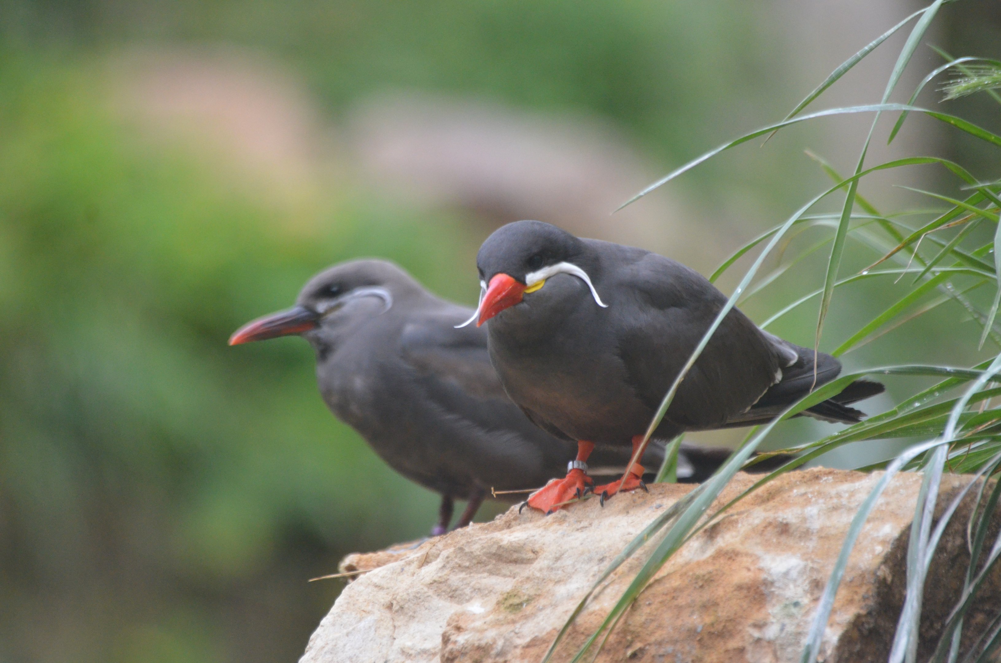 Great South American Aviary at Doué-la-Fontaine, 15/06/18