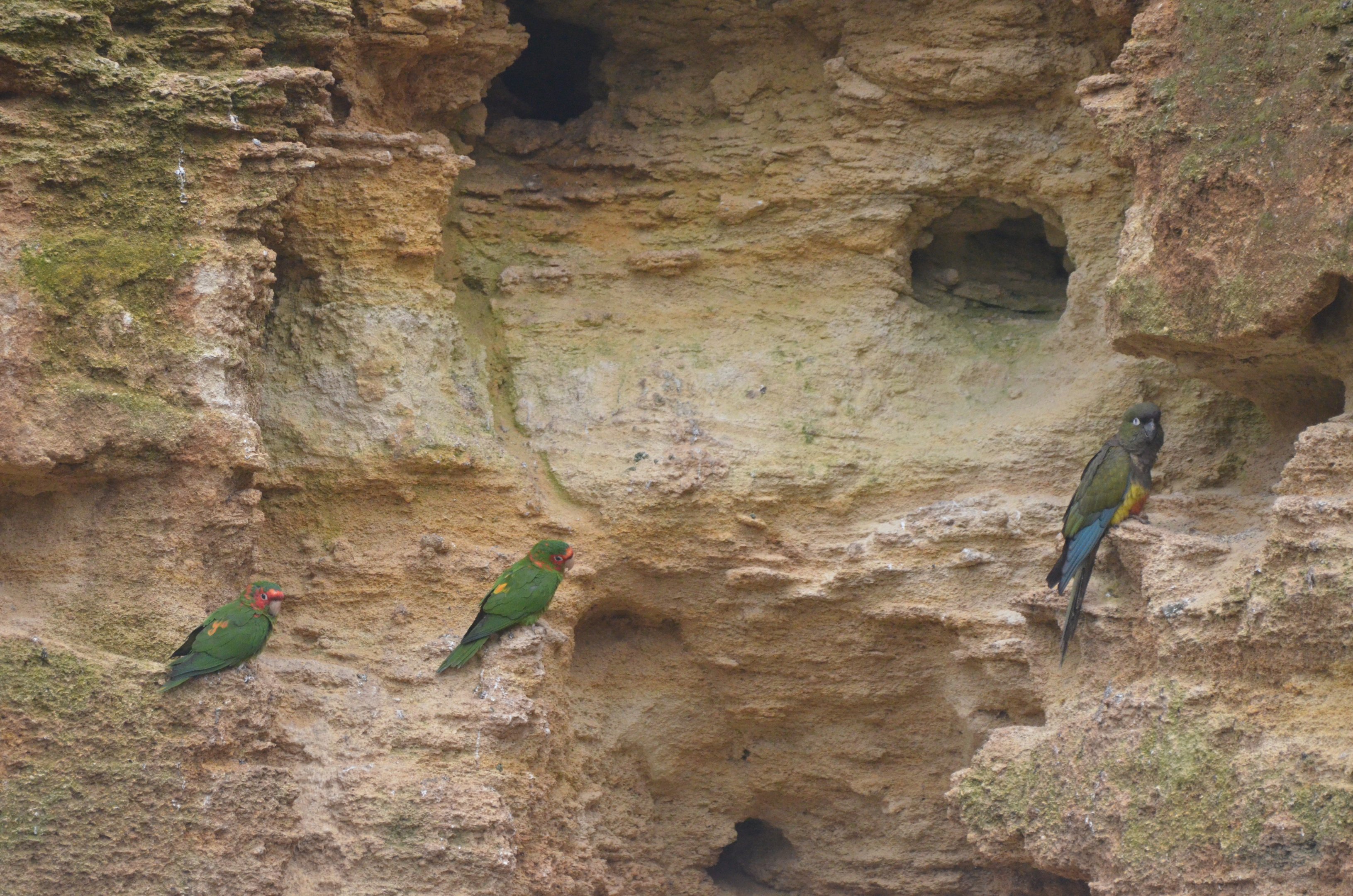Great South American Aviary at Doué-la-Fontaine, 15/06/18