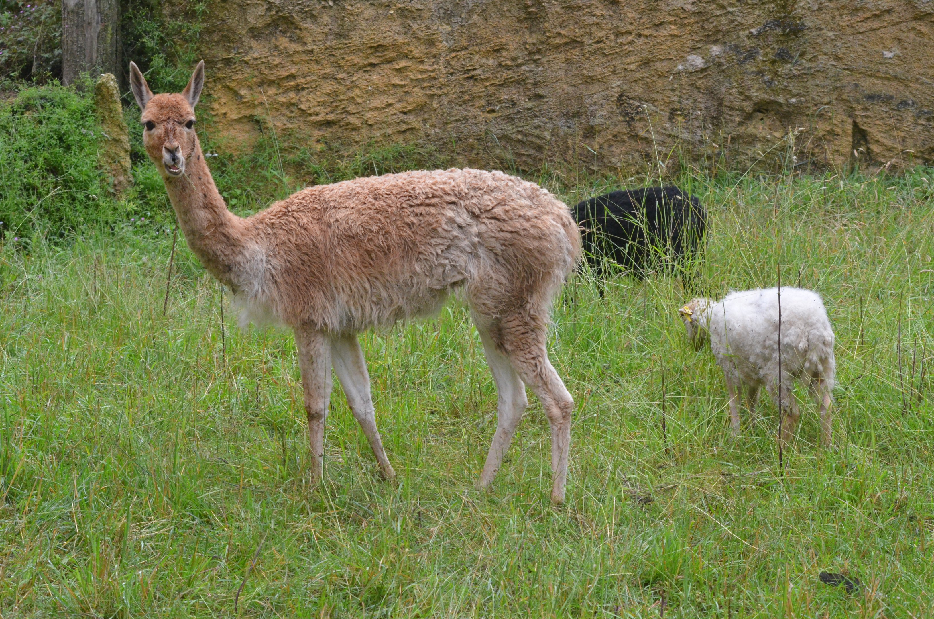Great South American Aviary at Doué-la-Fontaine, 15/06/18