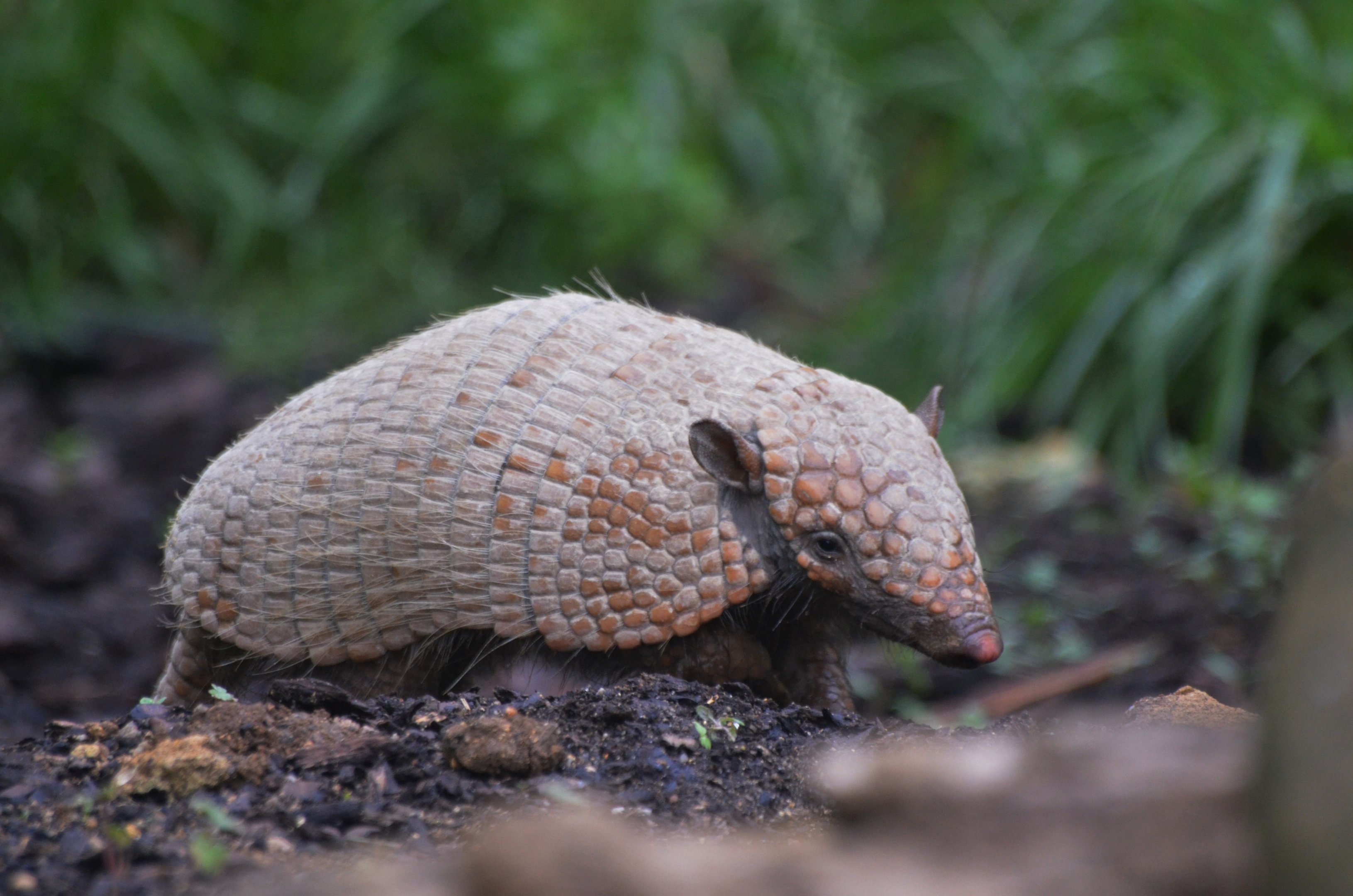 Great South American Aviary at Doué-la-Fontaine, 15/06/18