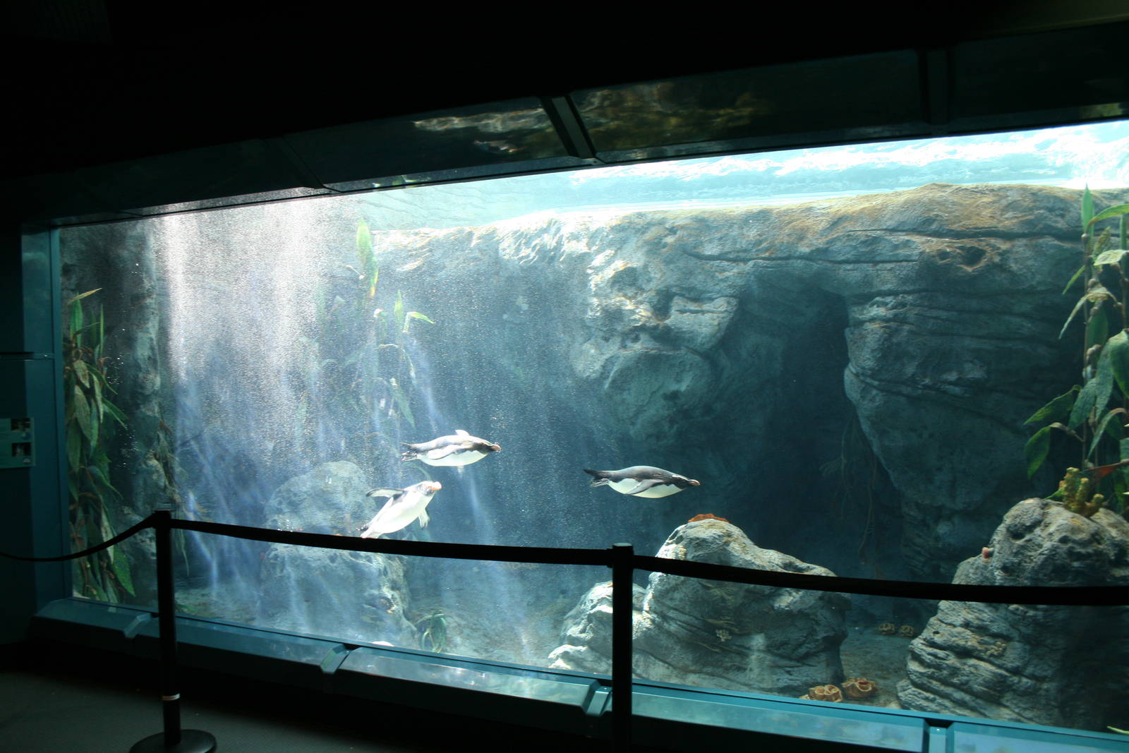 Great Southern Ocean. Taronga Zoo 8/4/2008