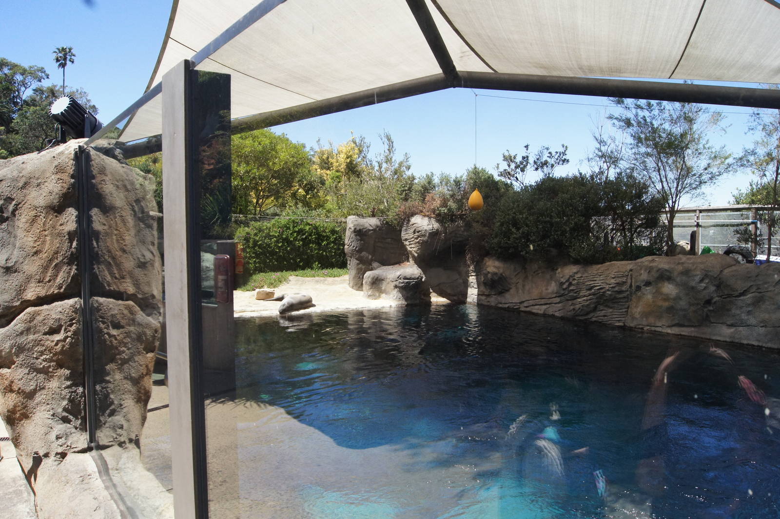 Great Southern Oceans: Leopard Seal, Land Area + Above Water