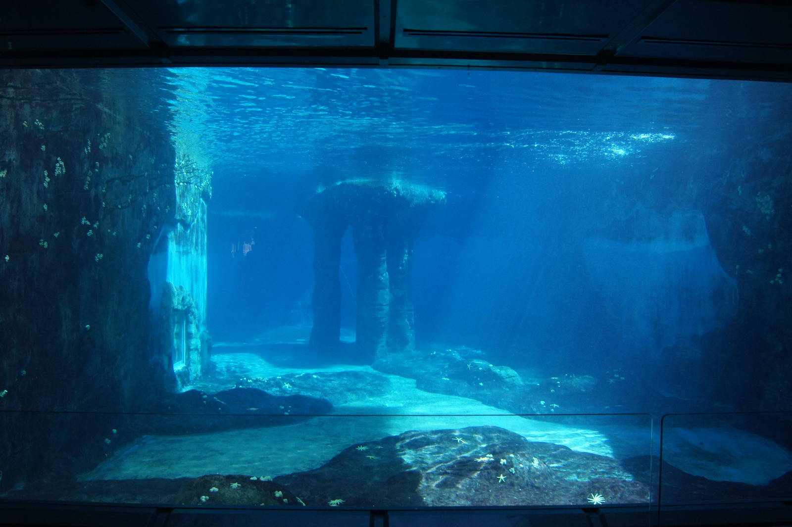 Great Southern Oceans: Leopard Seal Underwater Viewing