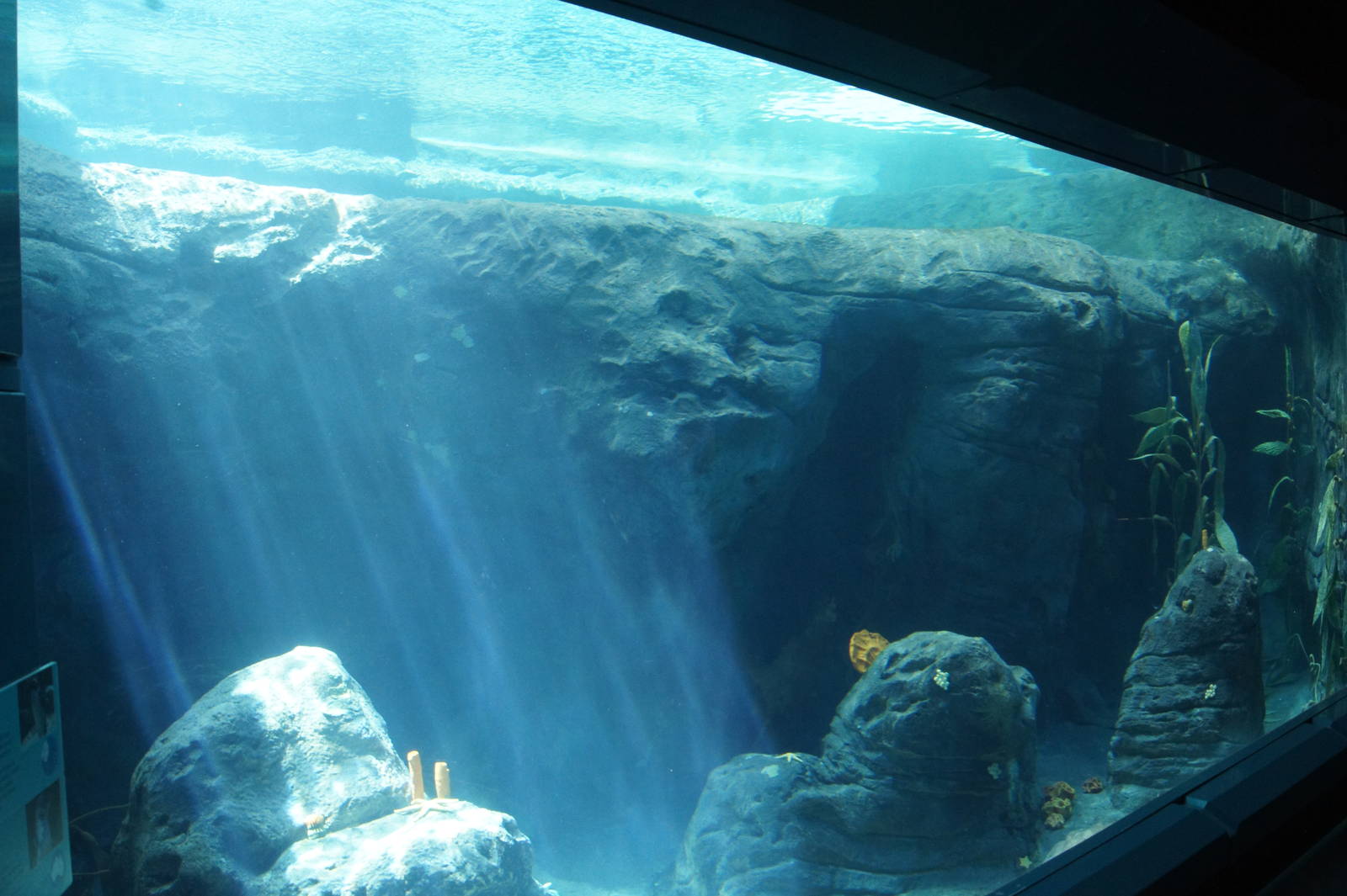 Great Southern Oceans: Little Penguin Underwater Viewing