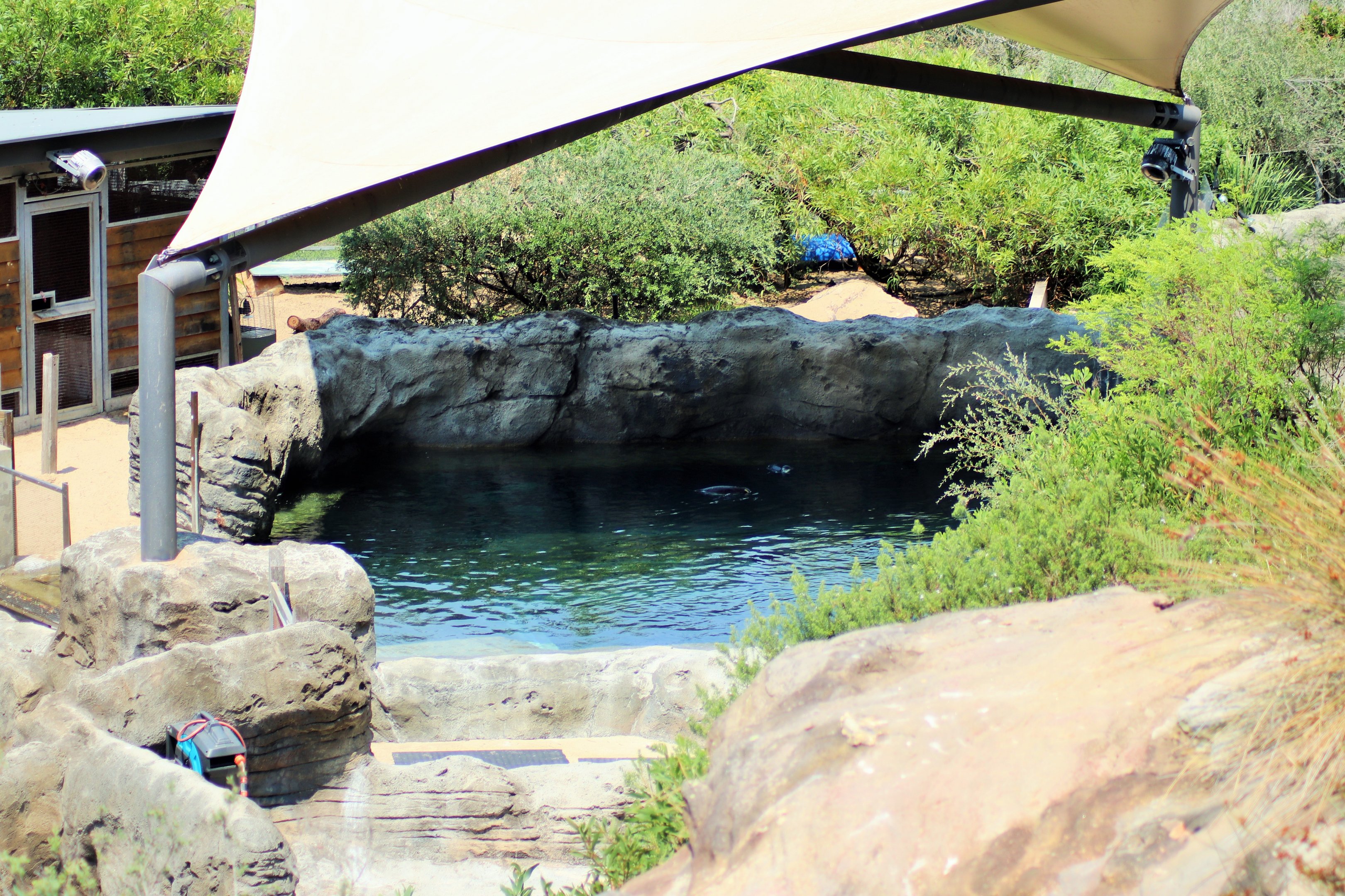 Great Southern Oceans- Penguin Enclosure