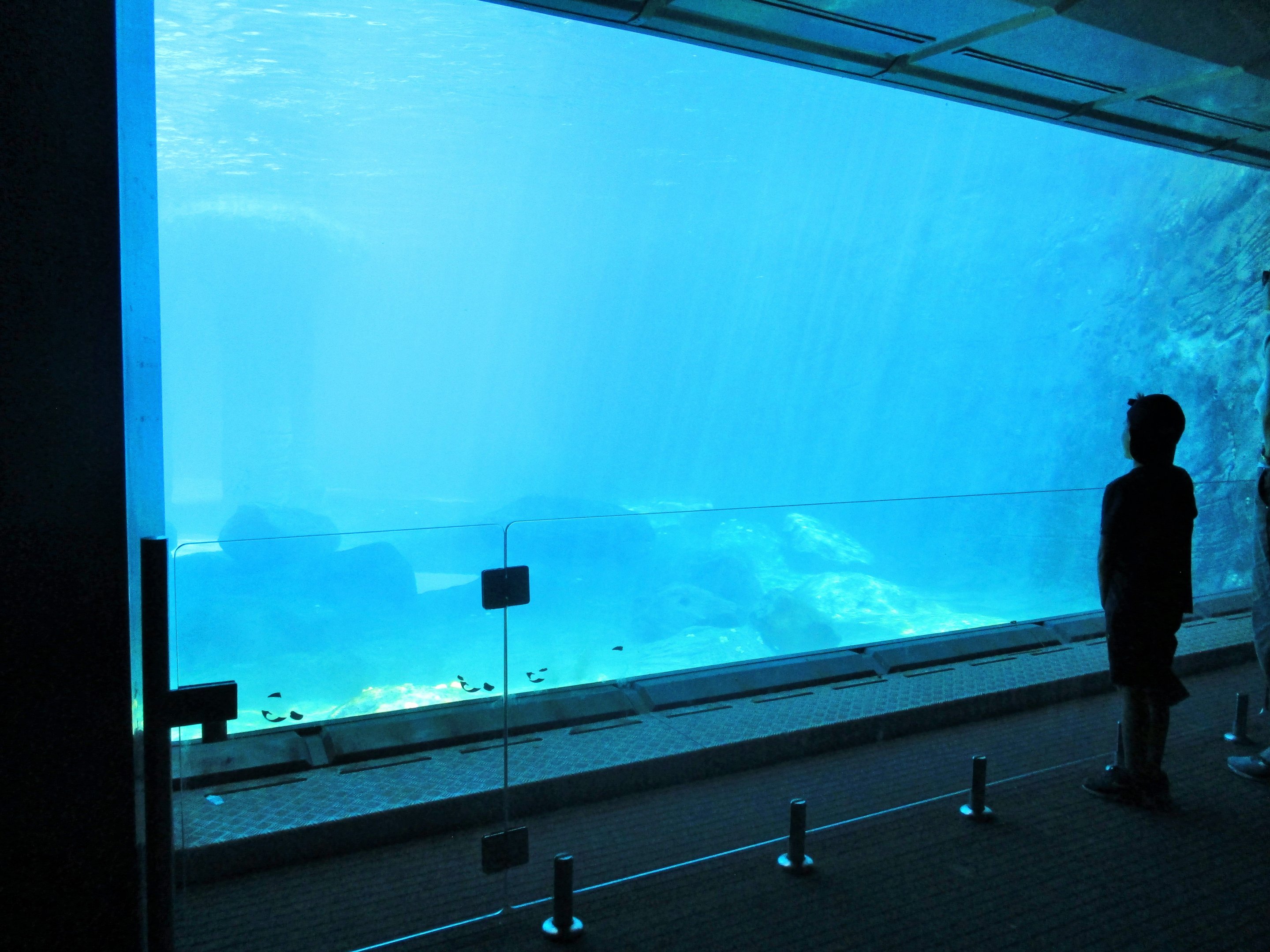 Great Southern Oceans- Seal Viewing Window