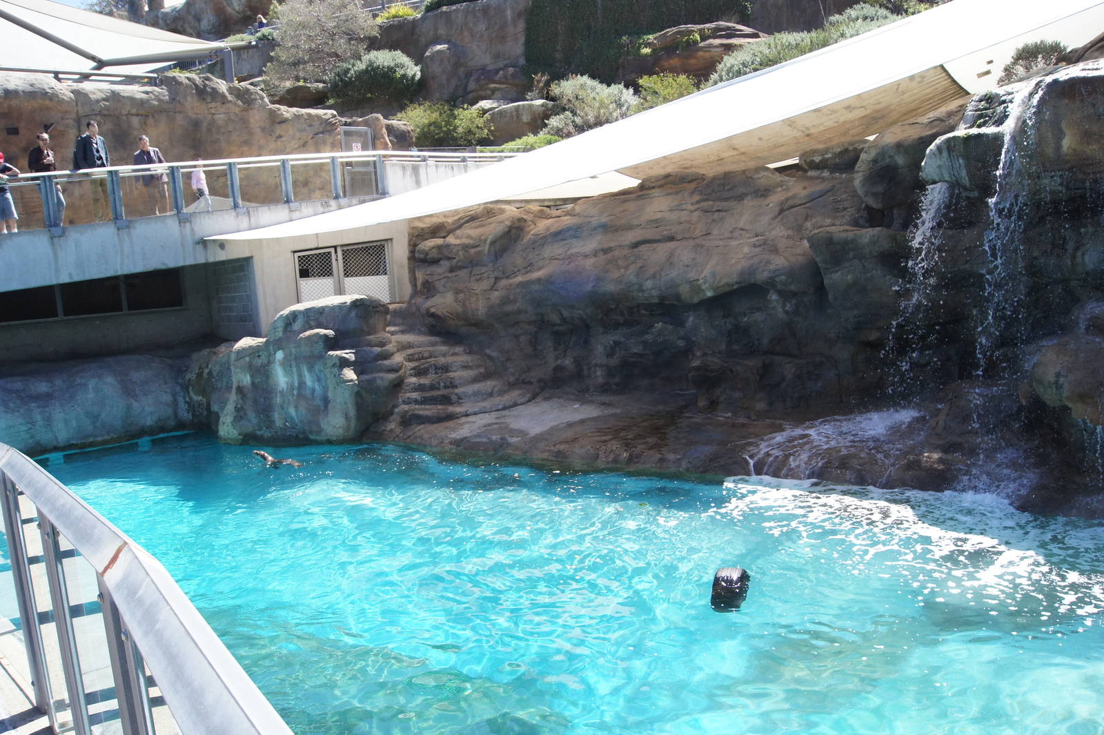 Great Southern Oceans: Sub-Antarctic Fur Seal/ Australian Sea Lion Exhibit