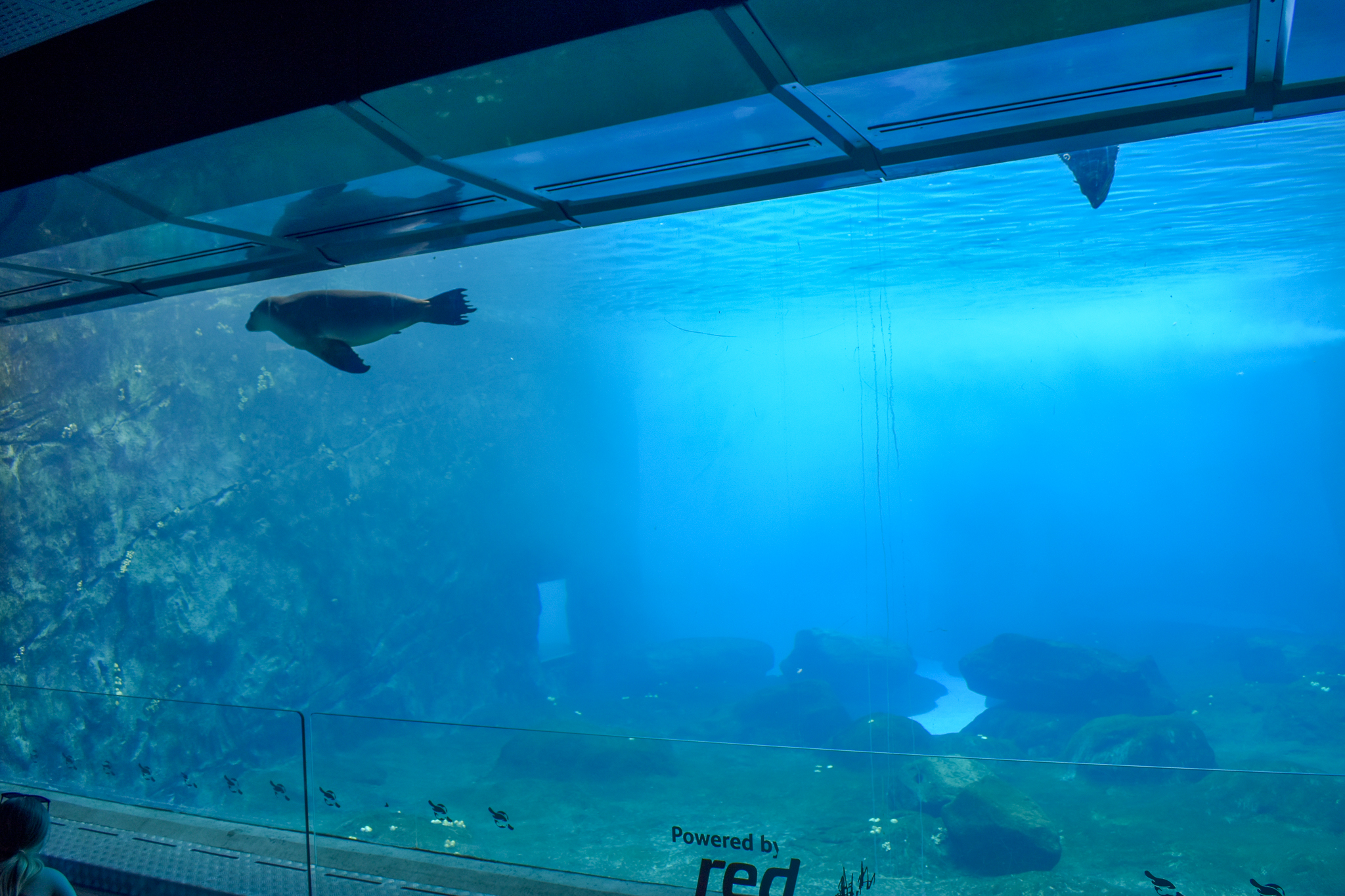 Great Southern Oceans -  Underwatering Viewing