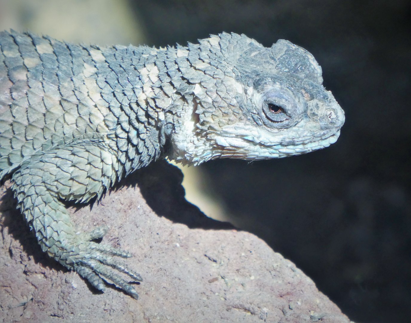 Great Southwest - Blue Spiny Lizard