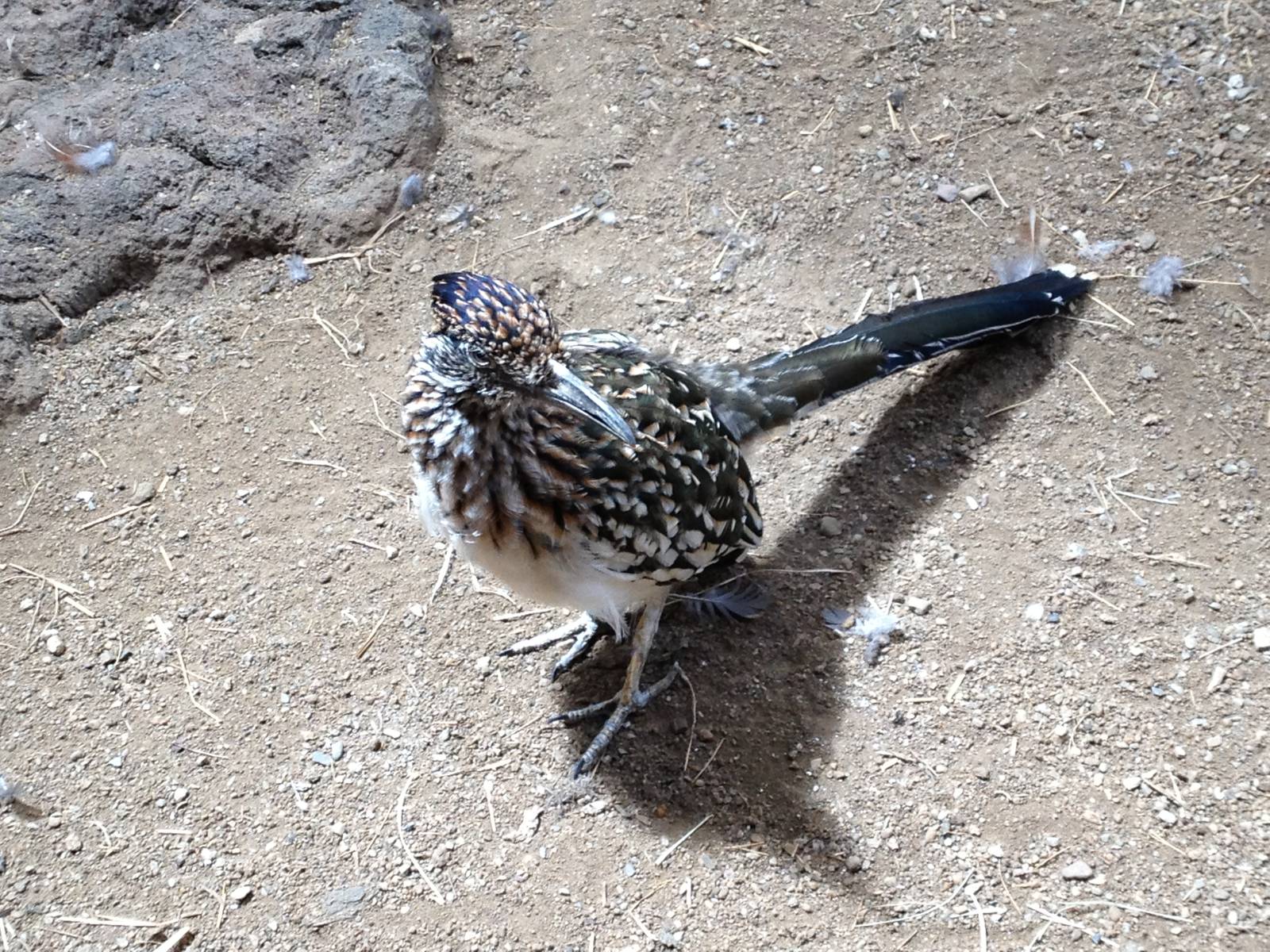 Great Southwest- Greater Roadrunner